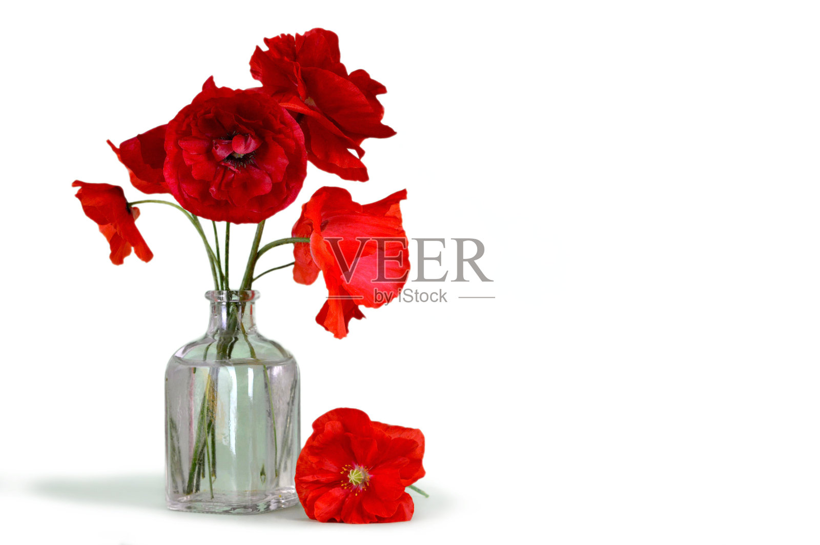 花瓶里的红色罂粟花孤立在白色背景上照片摄影图片