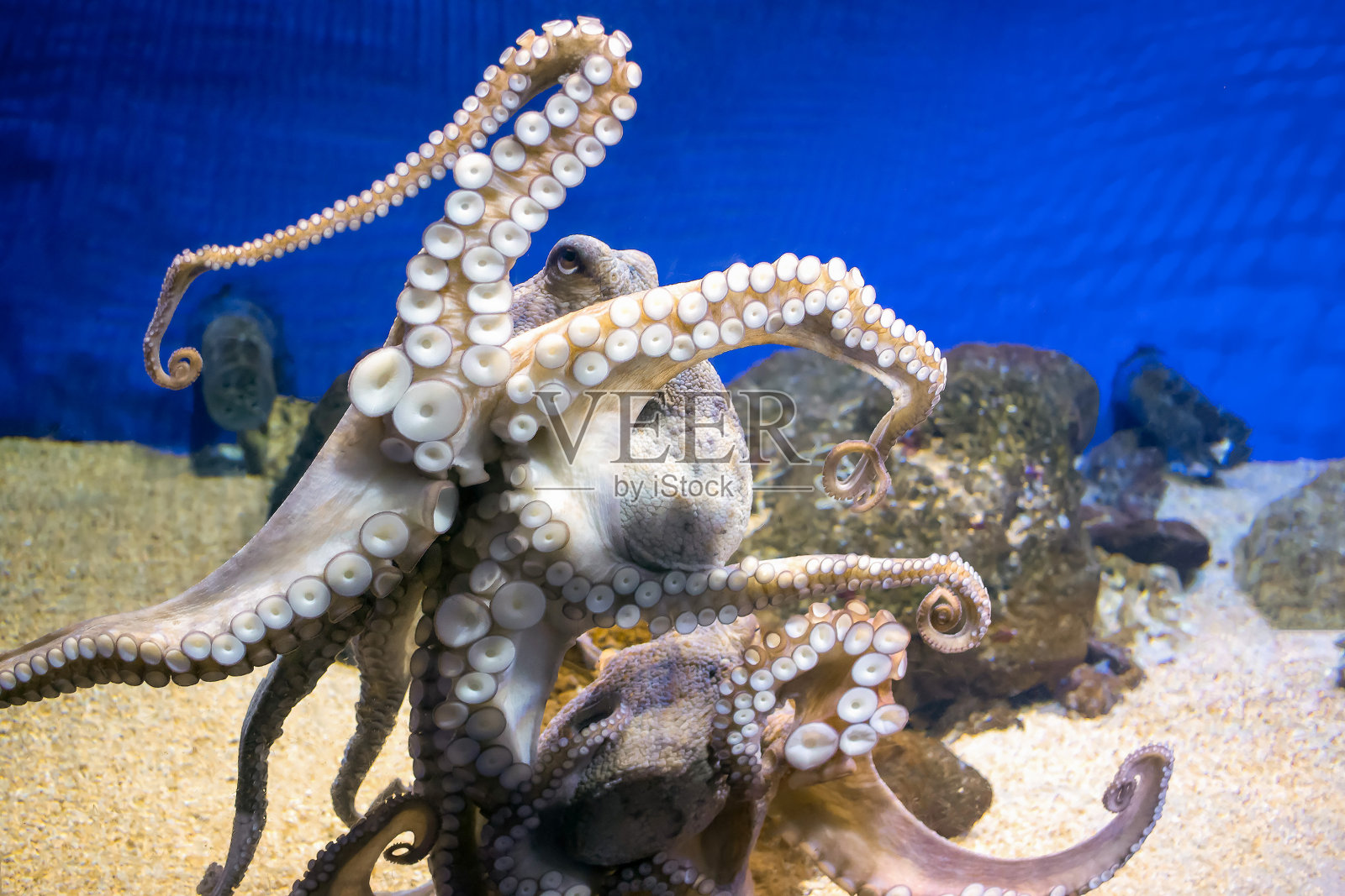 水族馆里常见的章鱼照片摄影图片