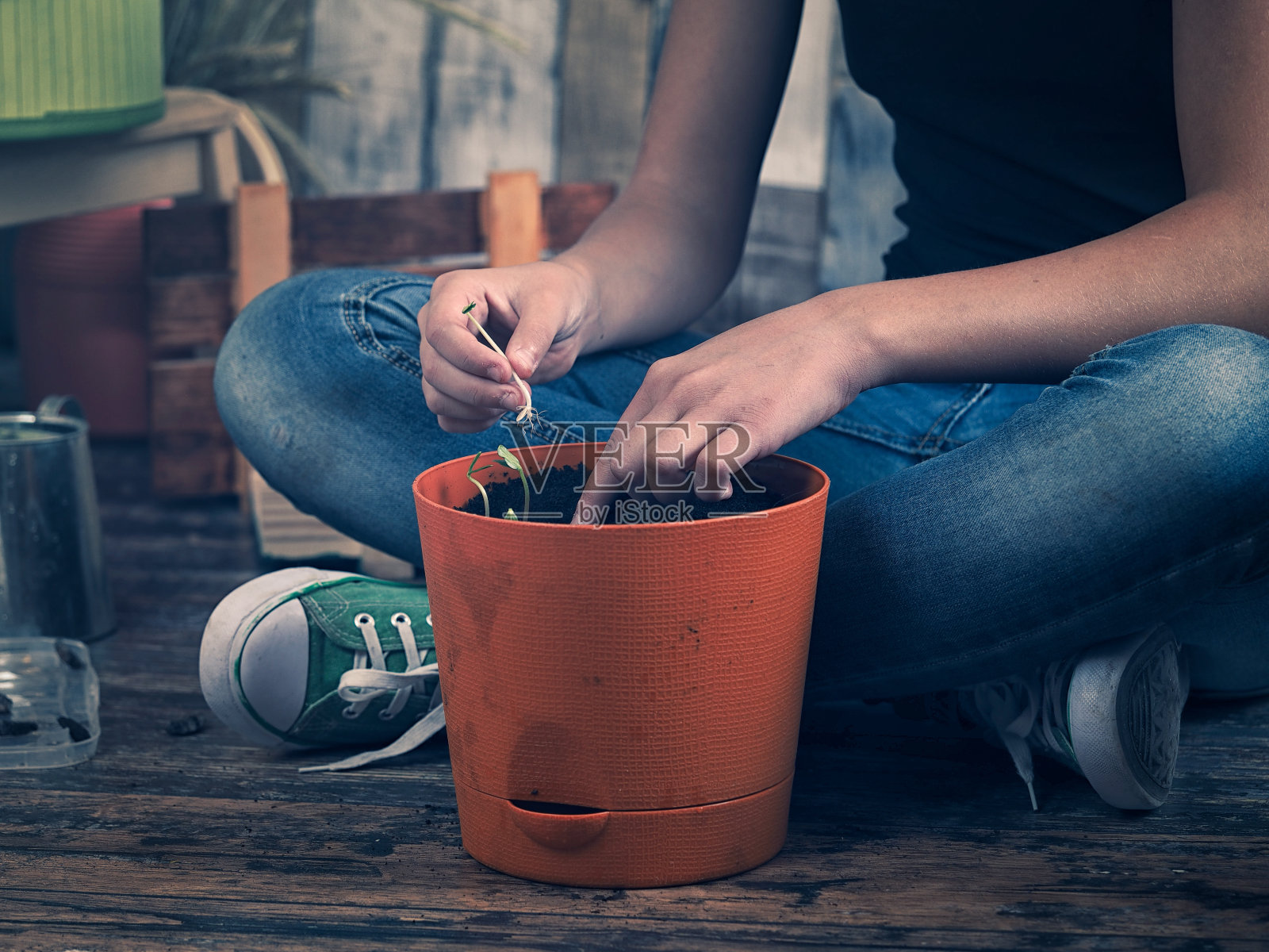 女性用手在花盆里种幼苗。爱好人们——室内园艺照片摄影图片