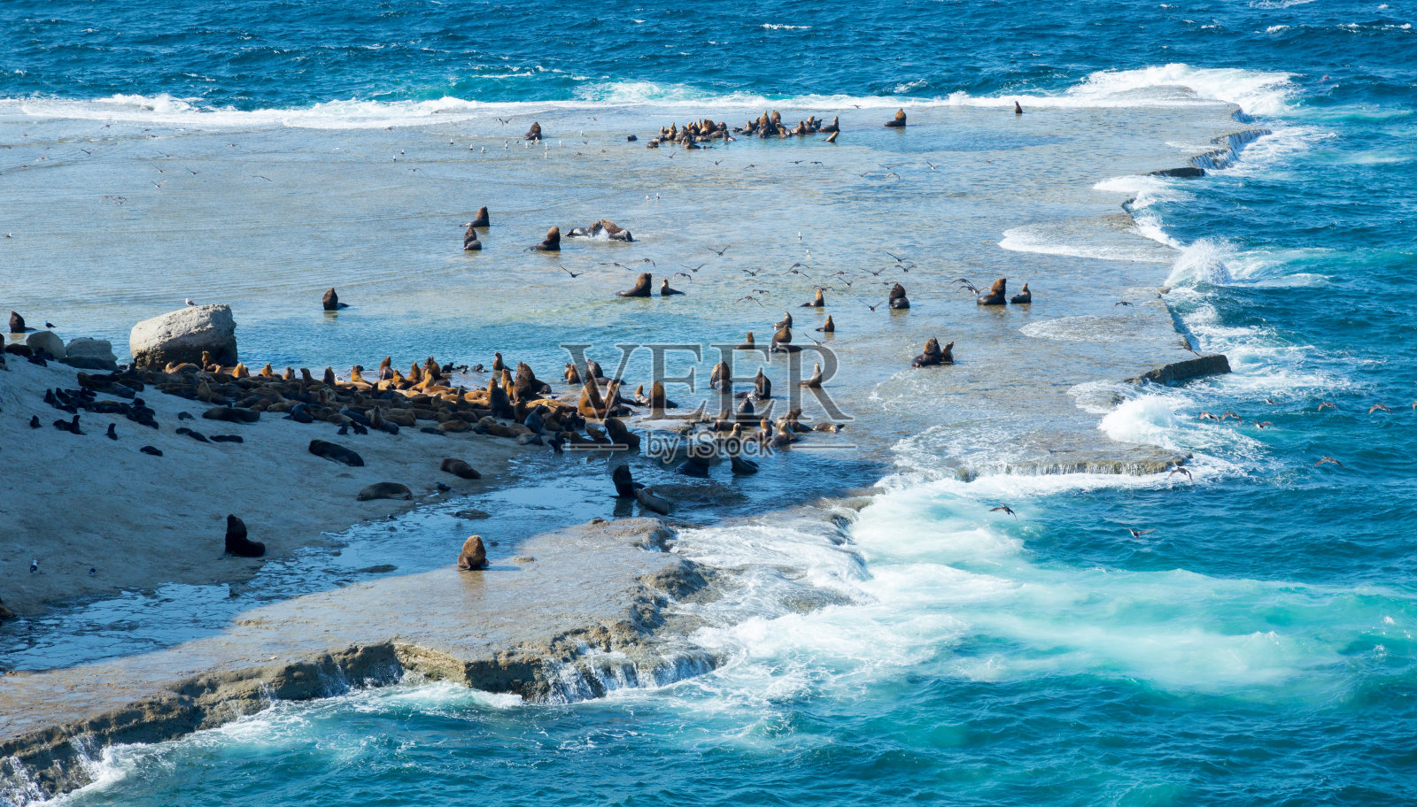 瓦尔德斯半岛的海狗聚居地照片摄影图片