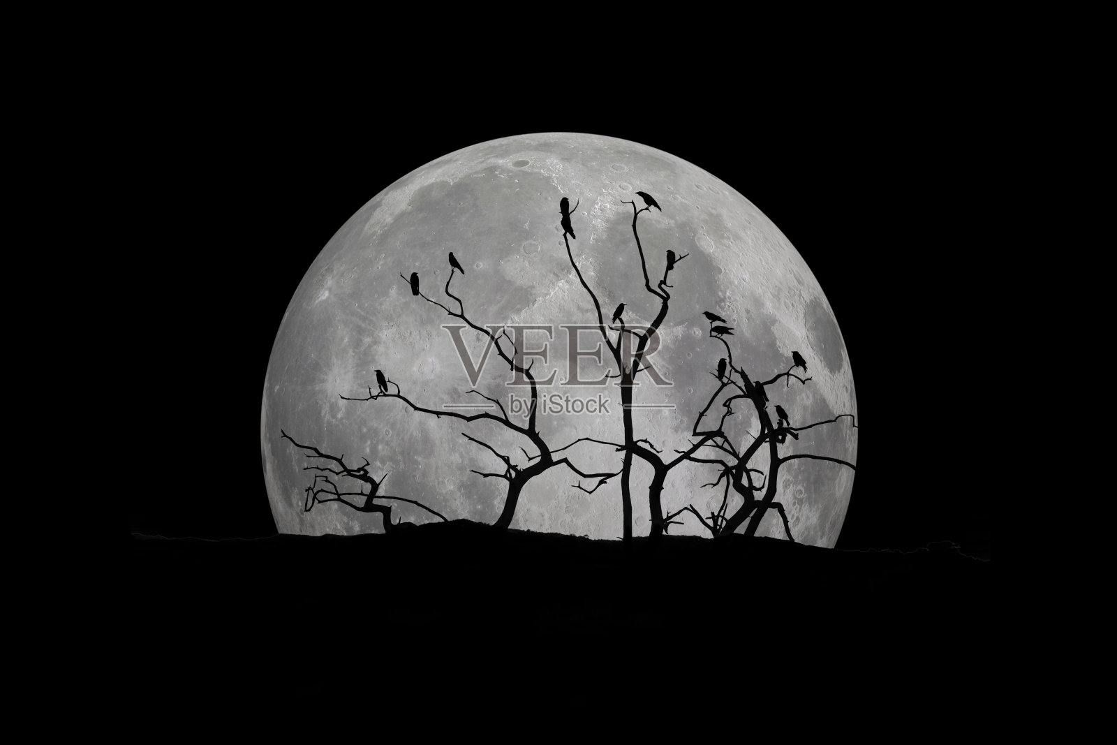 月亮与树照片摄影图片