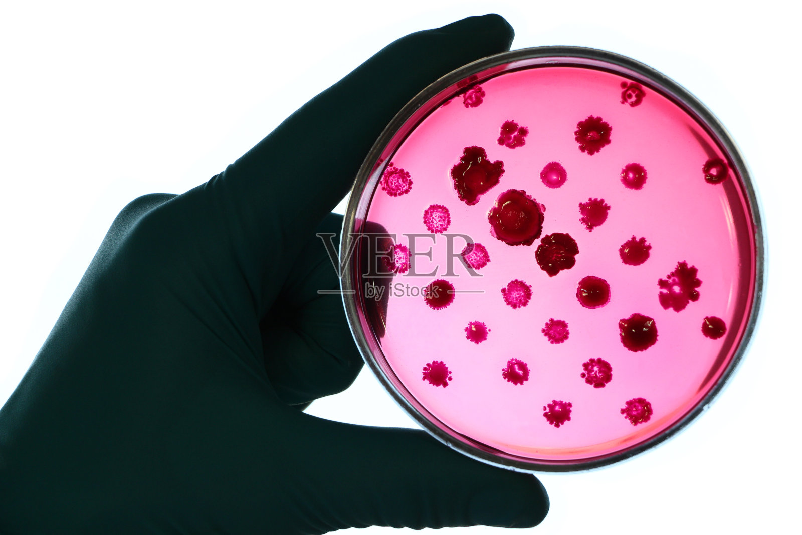 细菌学家拿着一个红色培养皿在实验室背景特写照片摄影图片
