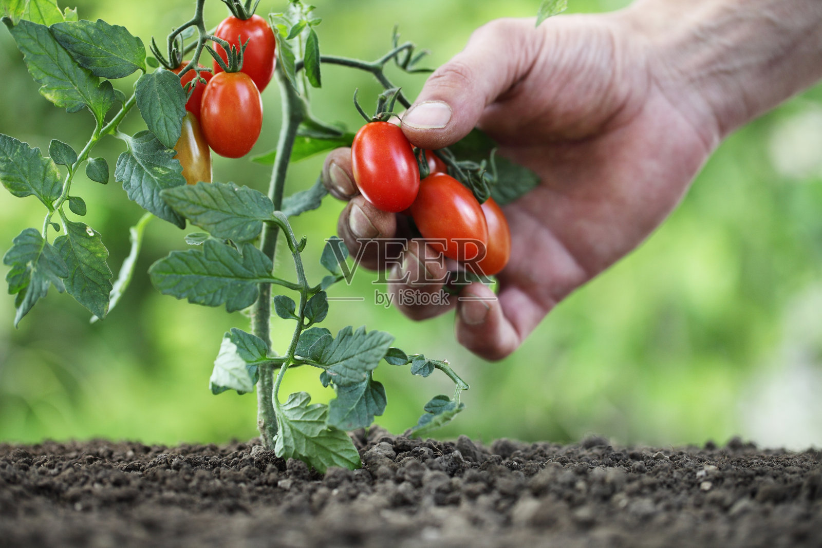 手从蔬菜园里的植物采摘樱桃番茄，近距离照片摄影图片