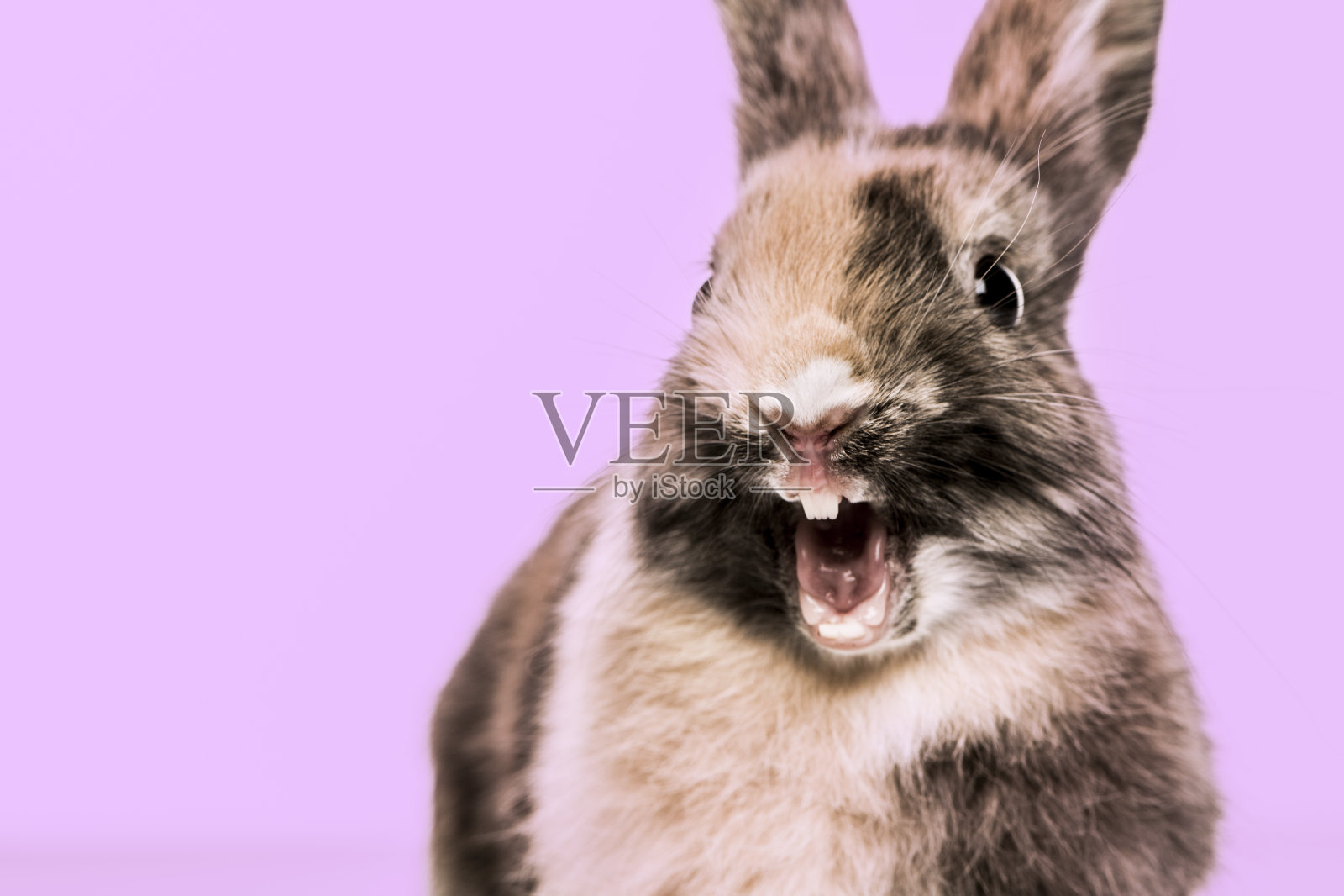 紫色背景下滑稽兔子的特写照片摄影图片