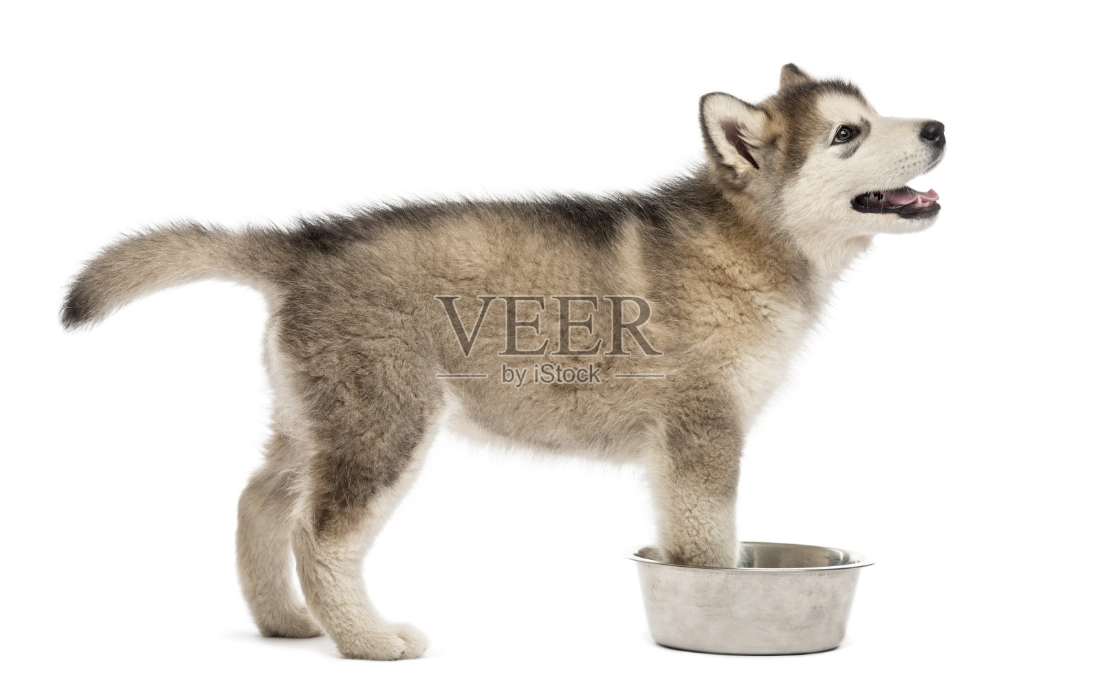 一只阿拉斯加雪橇犬和一只碗的侧视图照片摄影图片