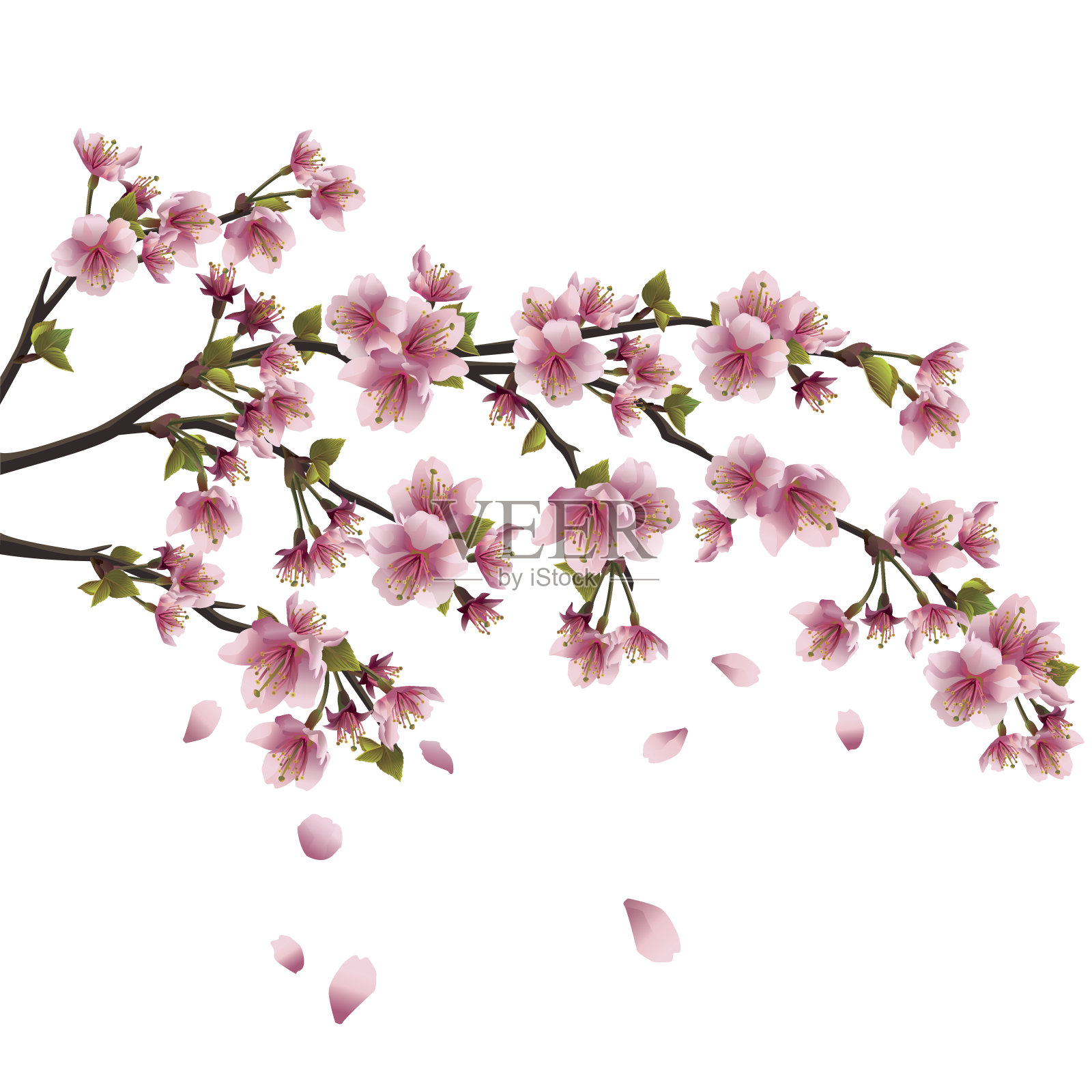 樱花-孤立在白色背景的日本樱桃树设计元素图片