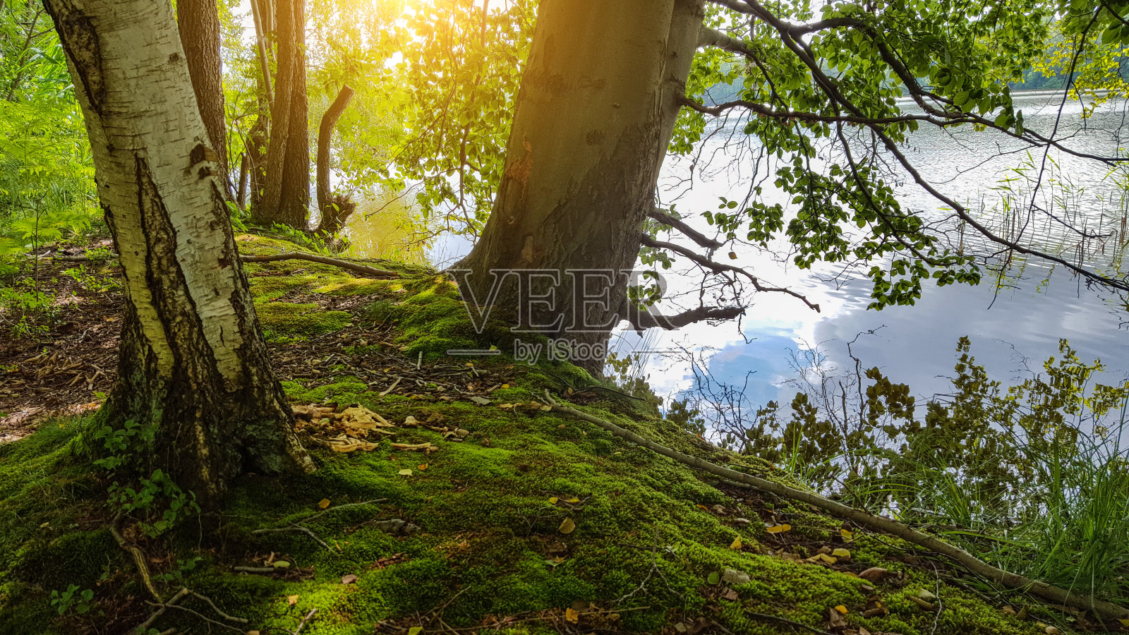 日落时湖面上长着苔藓的桦树和橡树照片摄影图片