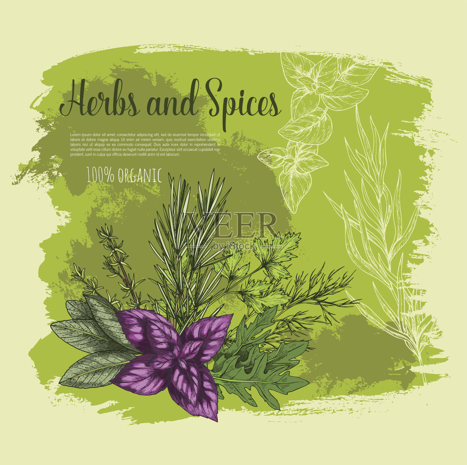 香草和香料与新鲜树叶素描海报设计元素图片