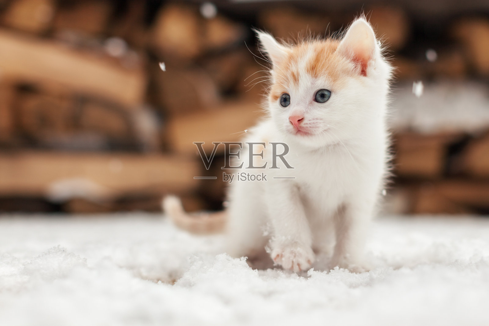 雪上孤独的小红猫照片摄影图片
