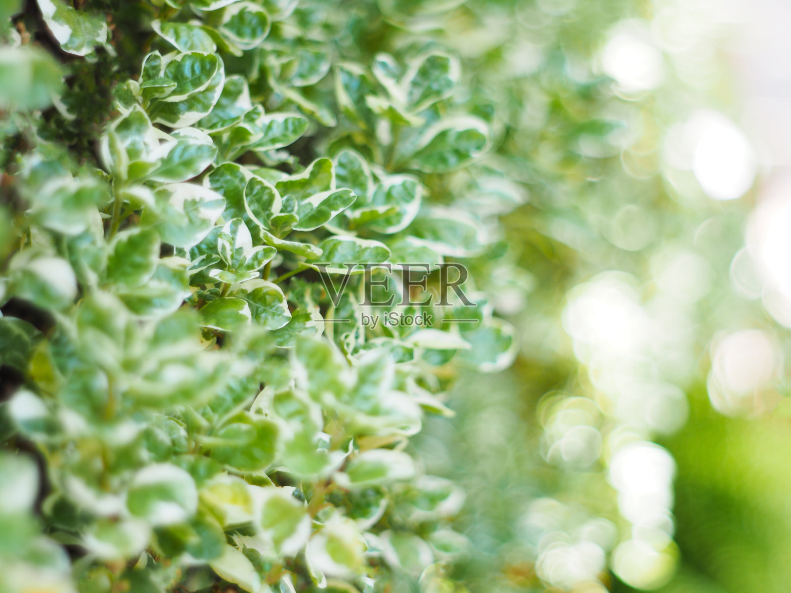 在垂直的花园中，把小植物的绿叶合起来。照片摄影图片