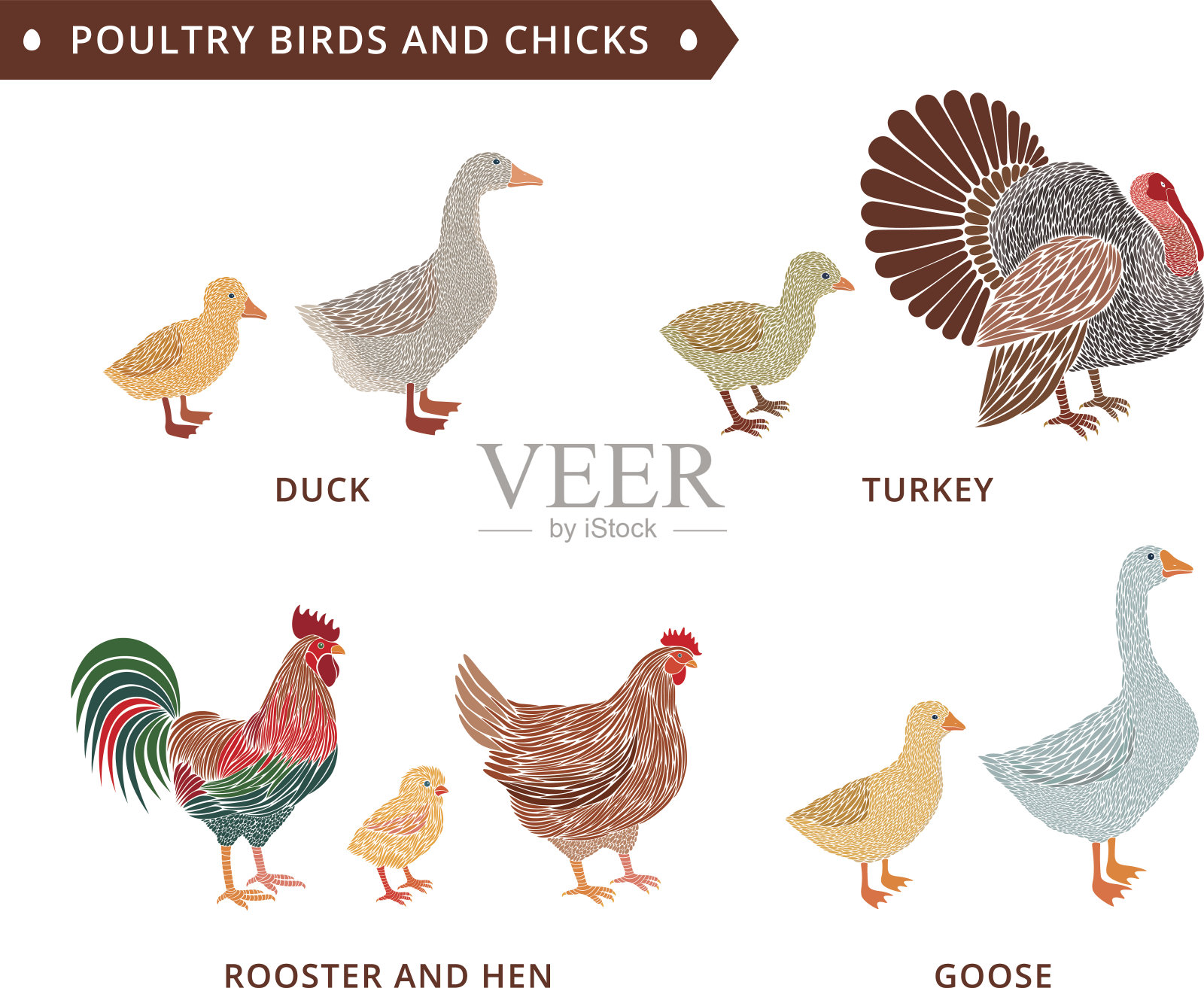 家禽和小鸡:鸭子，公鸡，小鸡，鹅，母鸡，火鸡。小鸟，小鸟的孩子，小鸟的孩子。插画图片素材