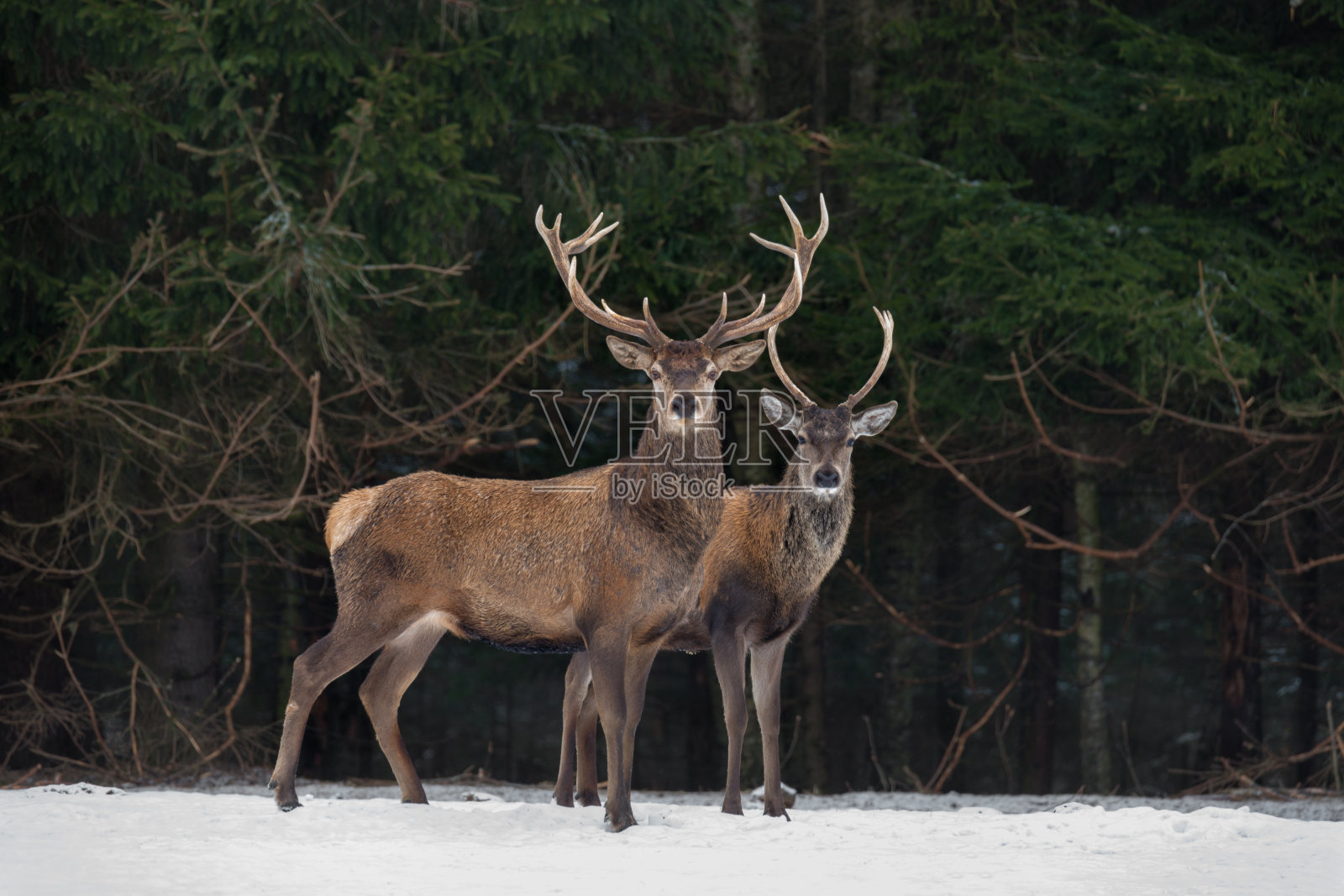 父子:两代高贵的鹿。两只马鹿站在冬天的森林旁边。冬季野生动物的故事与鹿和云杉森林。两个鹿特写。白俄罗斯共和国。照片摄影图片