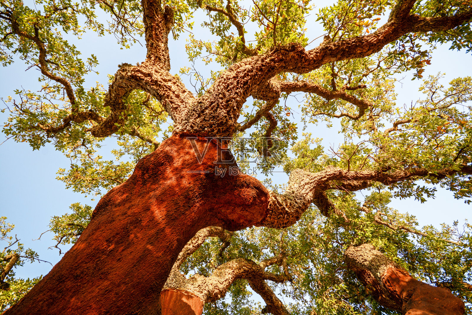 在傍晚的阳光下收获的一棵老栓皮栎的树干，阿连特霍葡萄牙欧洲照片摄影图片