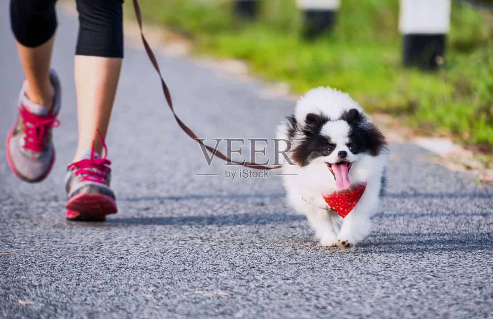博美犬早上在街道公园跑步锻炼。照片摄影图片