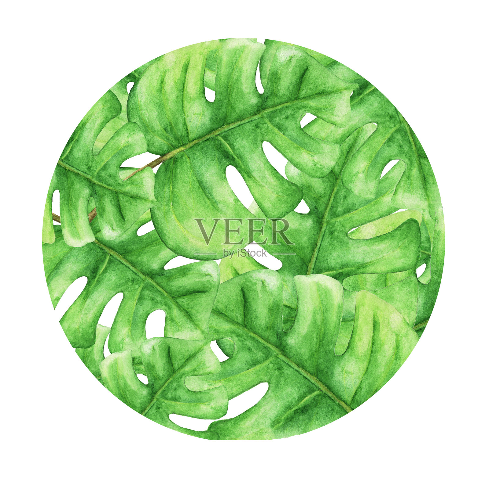 热带绿色的怪物叶，热带植物的圆形孤立在白色的背景。手绘水彩插图插画图片素材