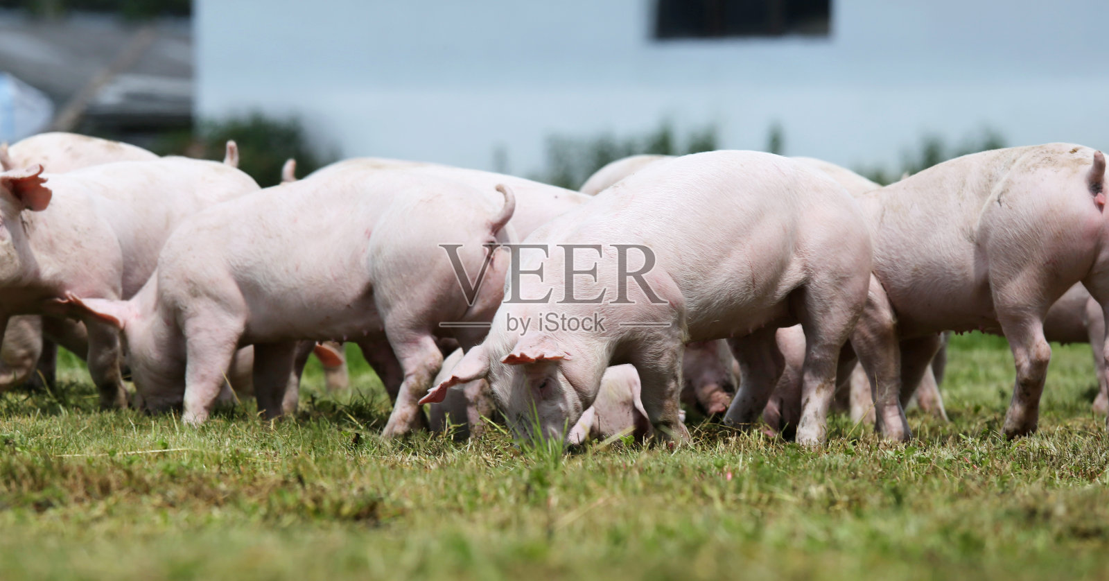 一群小猪在动物农场的夏天照片摄影图片