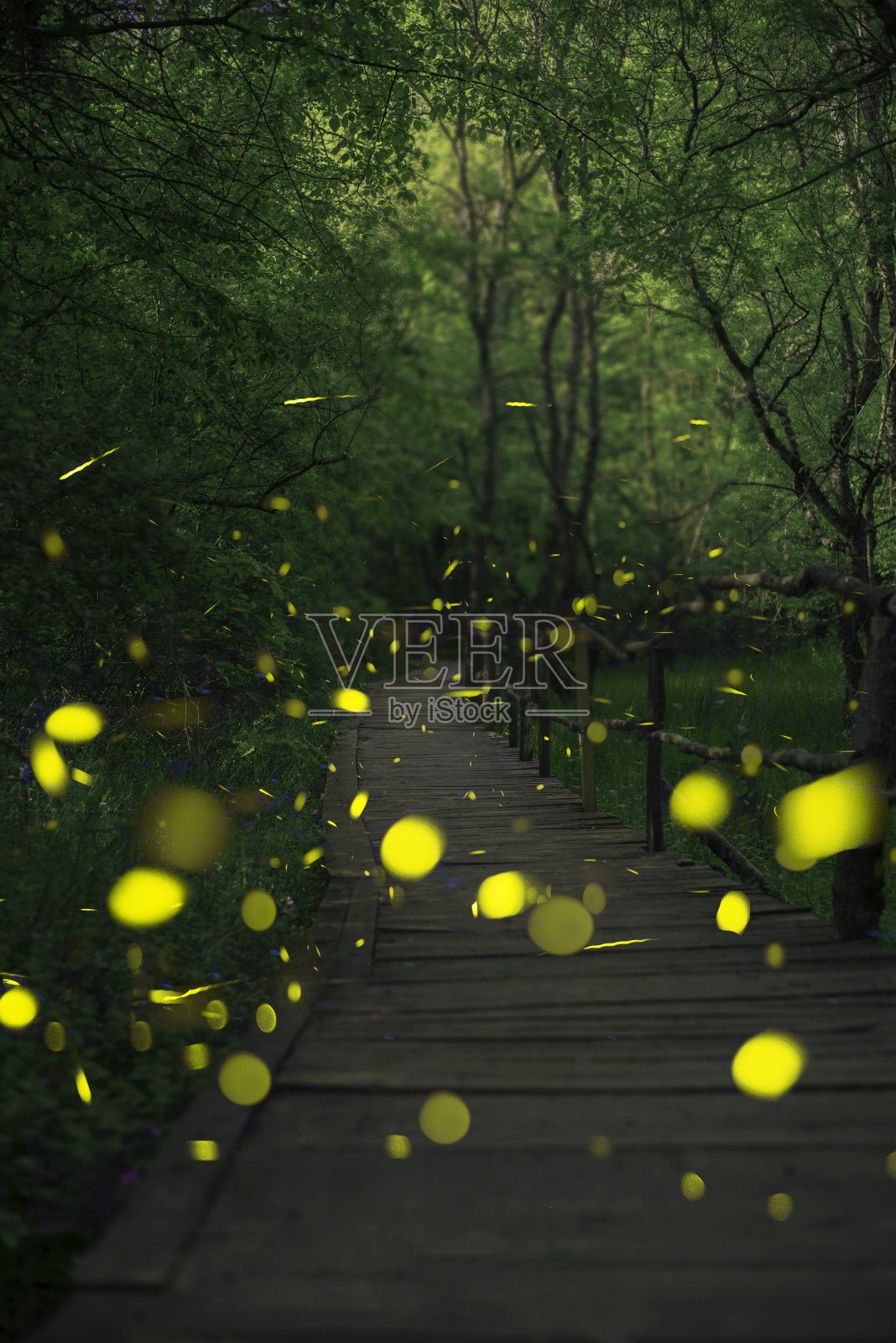 萤火虫在精灵森林里。森林里的木桥。Ropotamo、保加利亚照片摄影图片