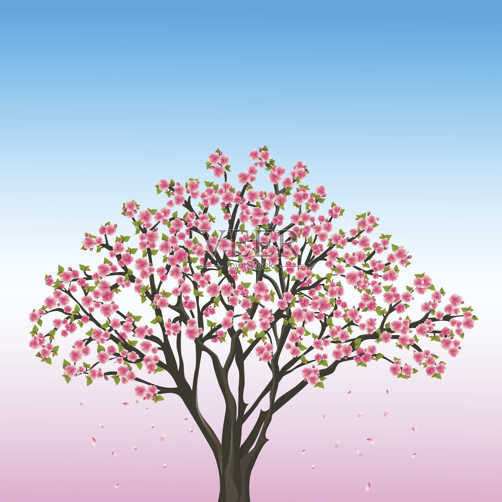 美丽的春天背景与樱花-日本樱桃树设计元素图片