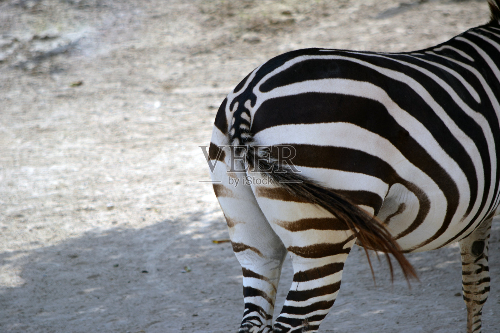 斑马的屁股照片摄影图片