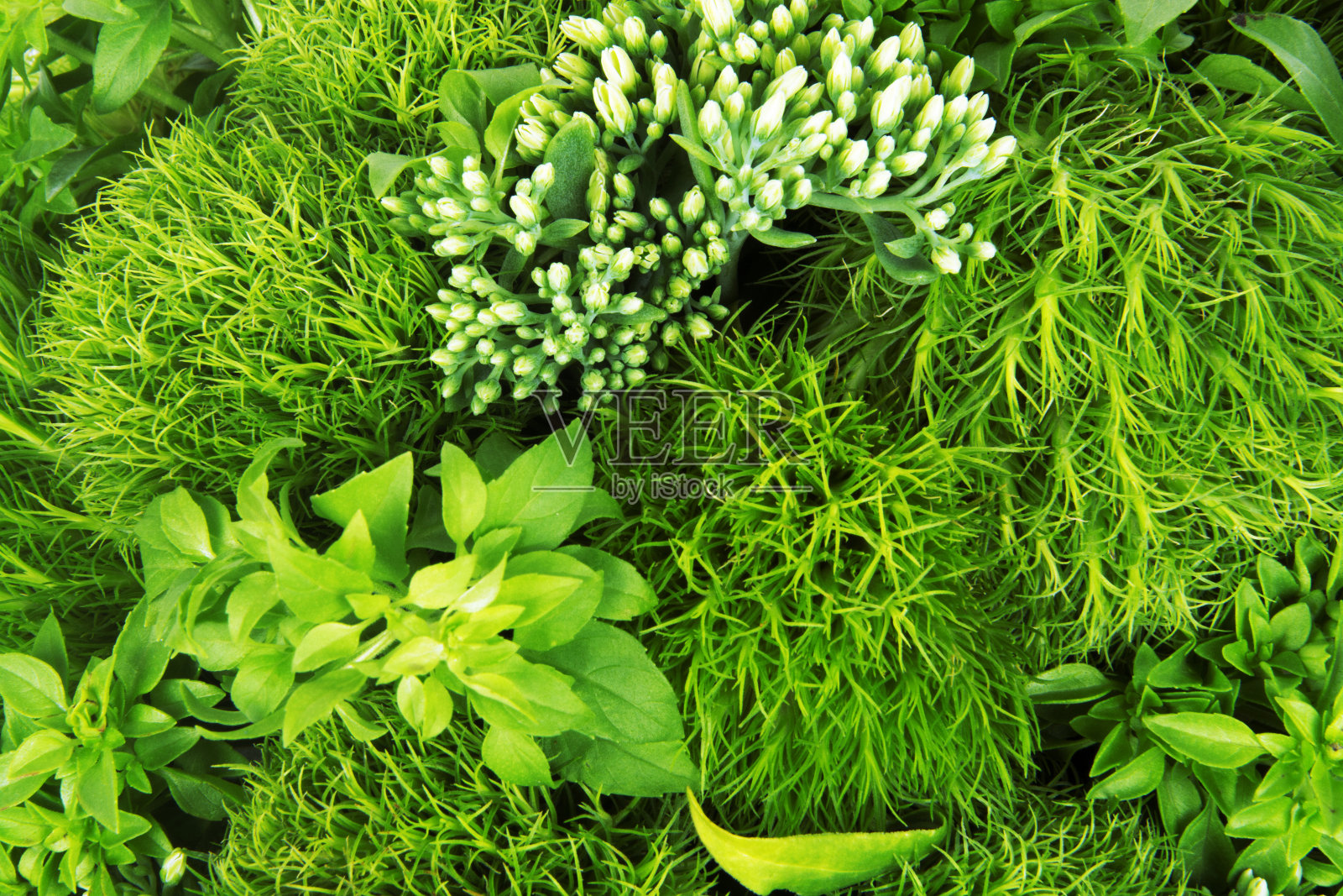 绿色草本植物照片摄影图片