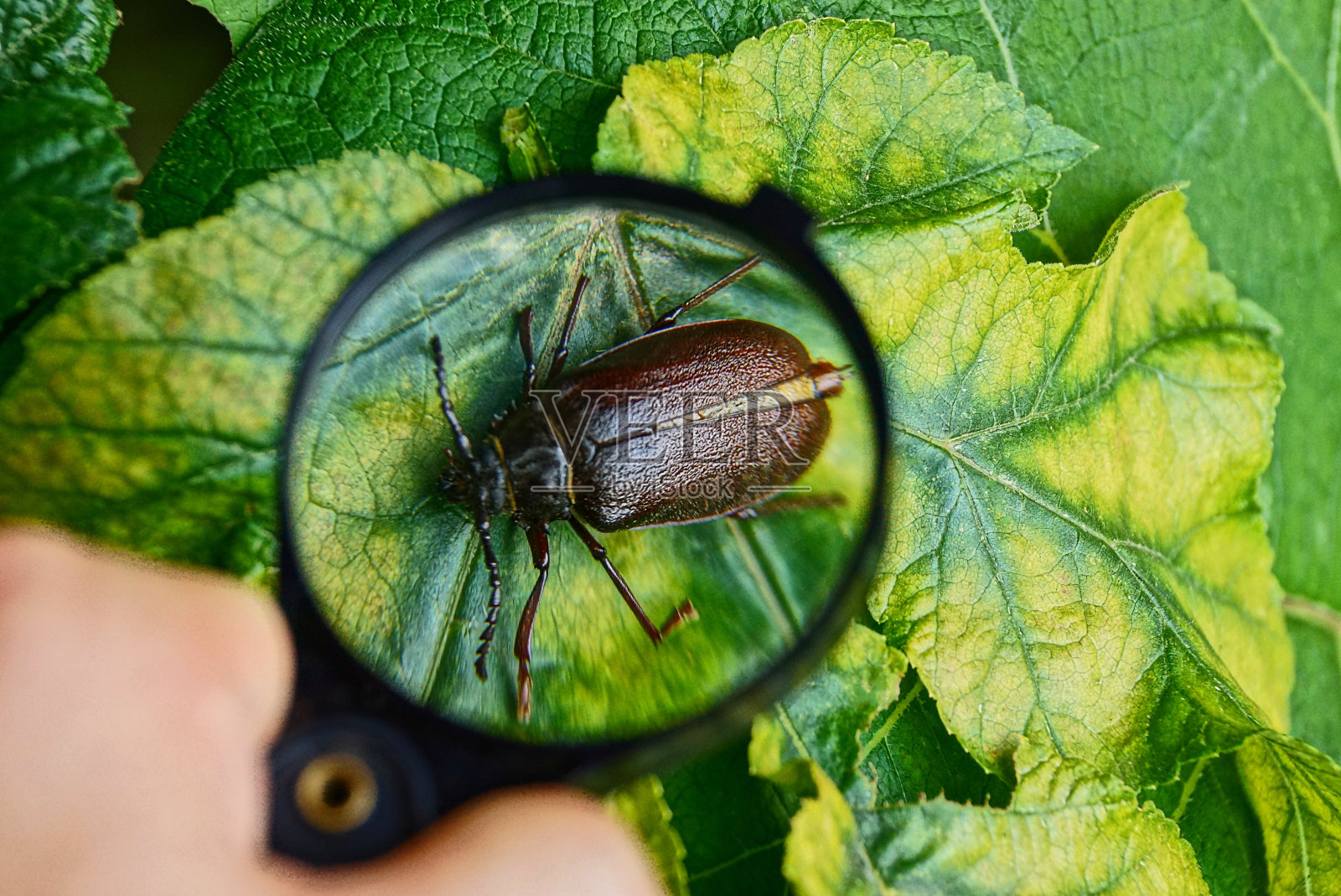 手里拿着放大镜，一只棕色的大甲虫躺在床单上照片摄影图片