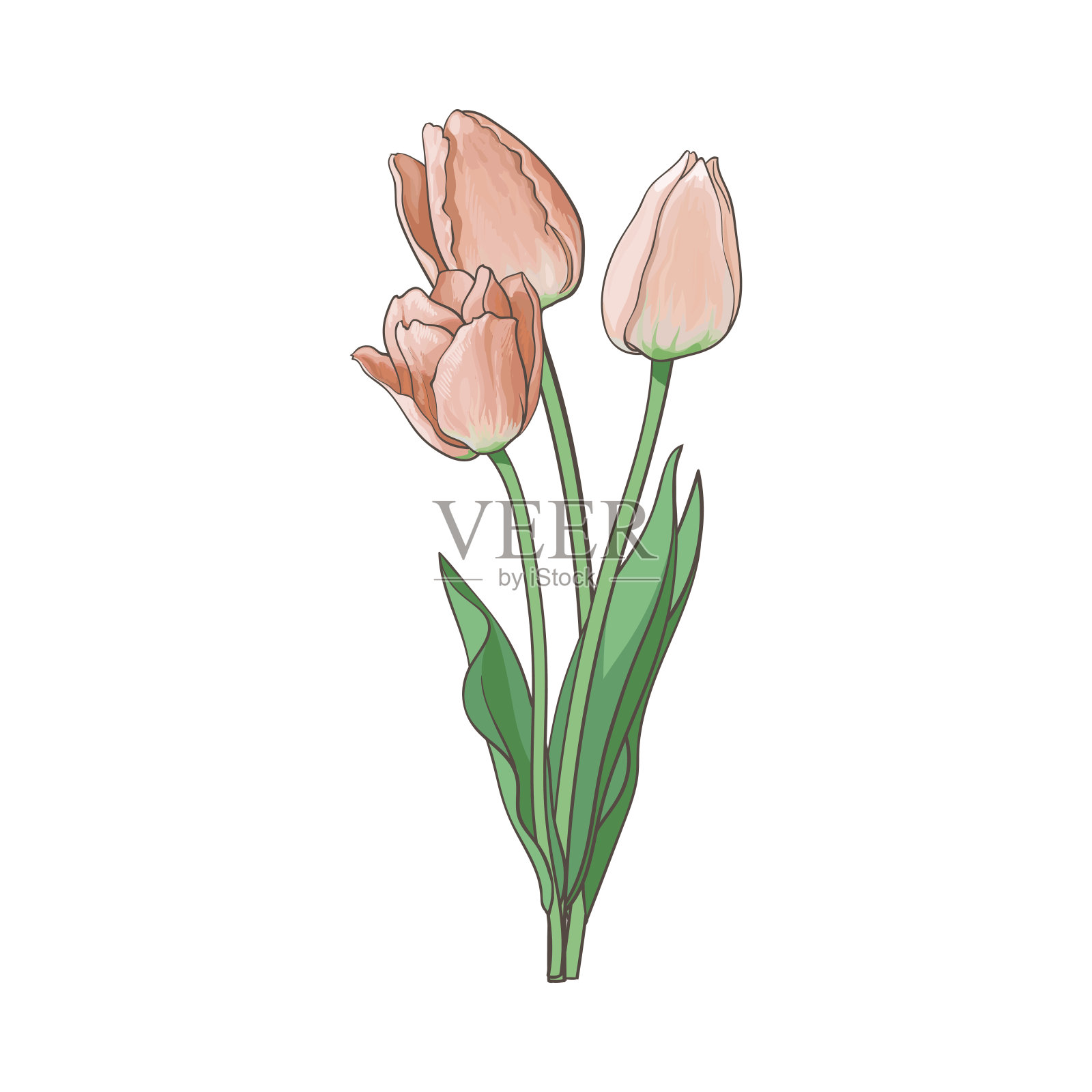 矢量郁金香花束，设置孤立的插图设计元素图片