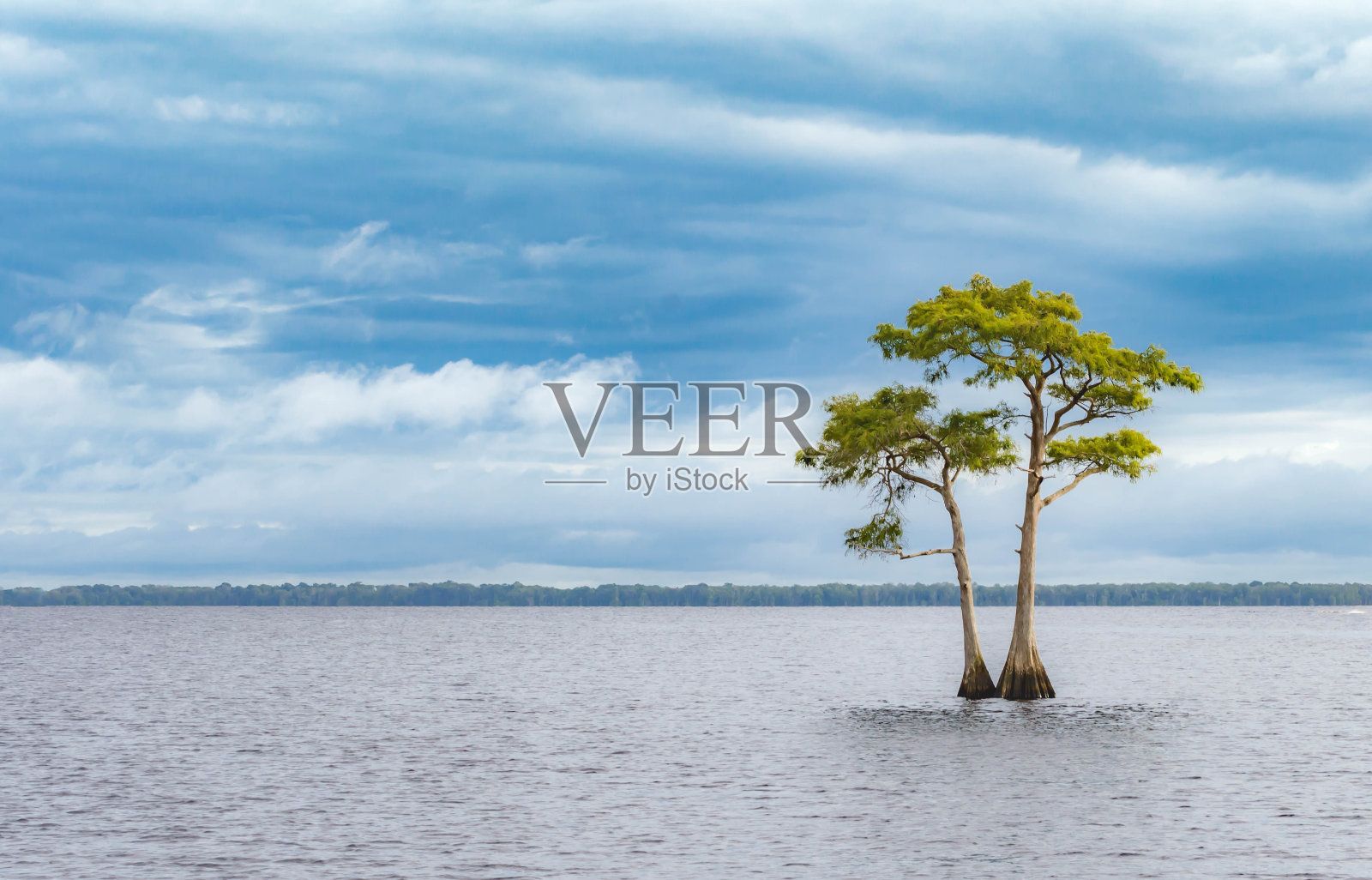 在蓝色柏树湖的柏树，Yeehaw Junction，佛罗里达州照片摄影图片