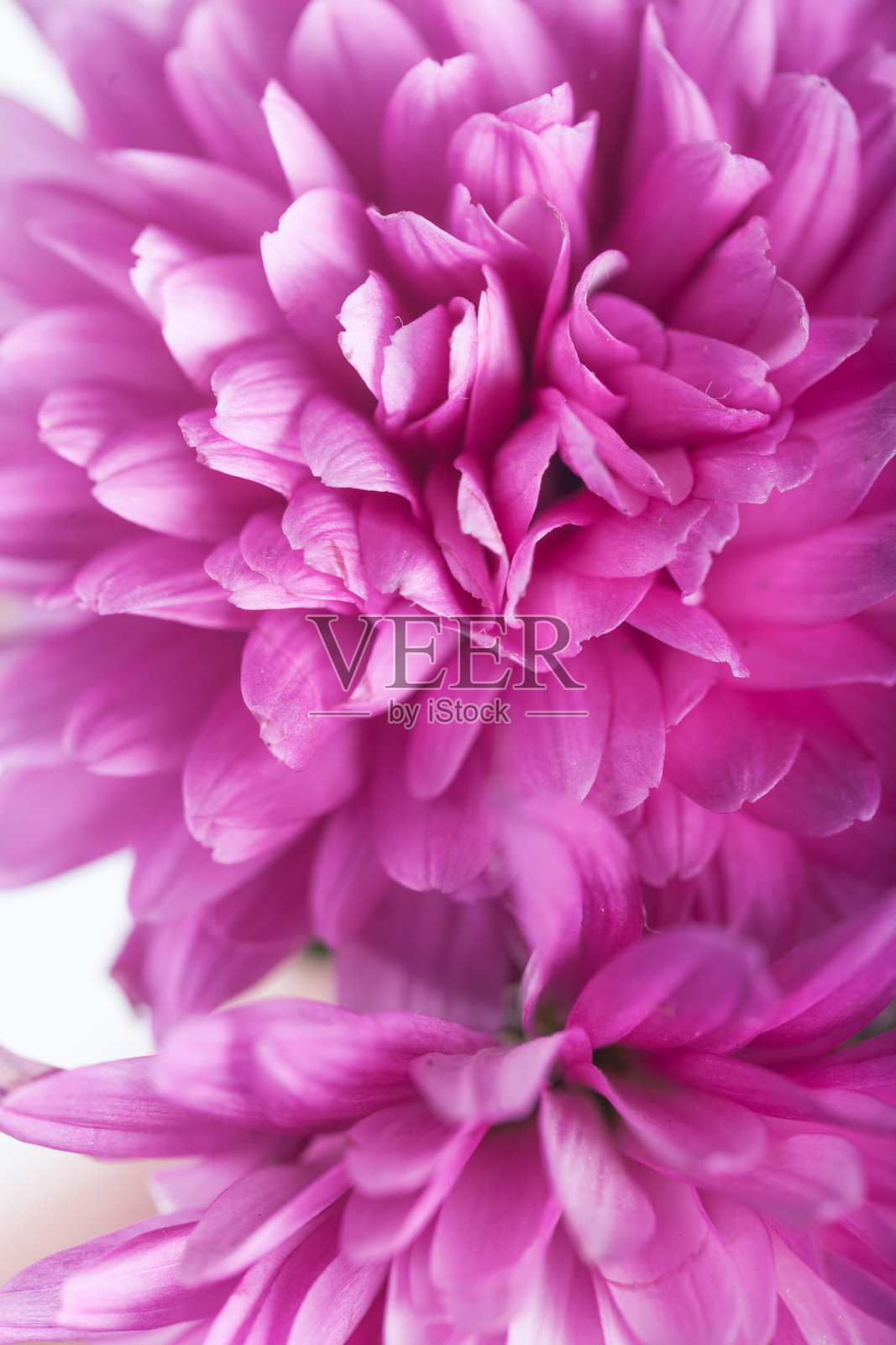 一束白色背景的紫色菊花照片摄影图片
