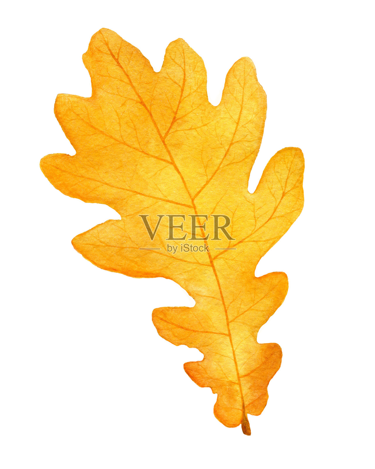 美丽的秋天水彩橡树叶在白色的背景。插图。设计元素图片