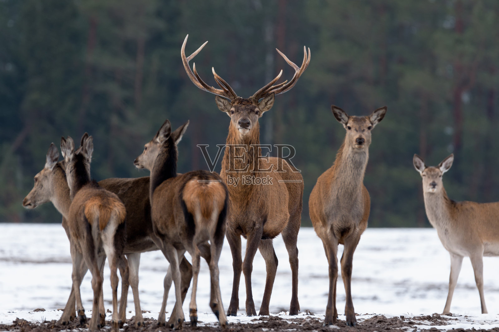 成年大鹿(麋鹿)，专注的深度，周围的鹿群。高贵的马鹿，站在白俄罗斯的森林里。鹿的肖像，看着你在冬天的时间。白俄罗斯照片摄影图片