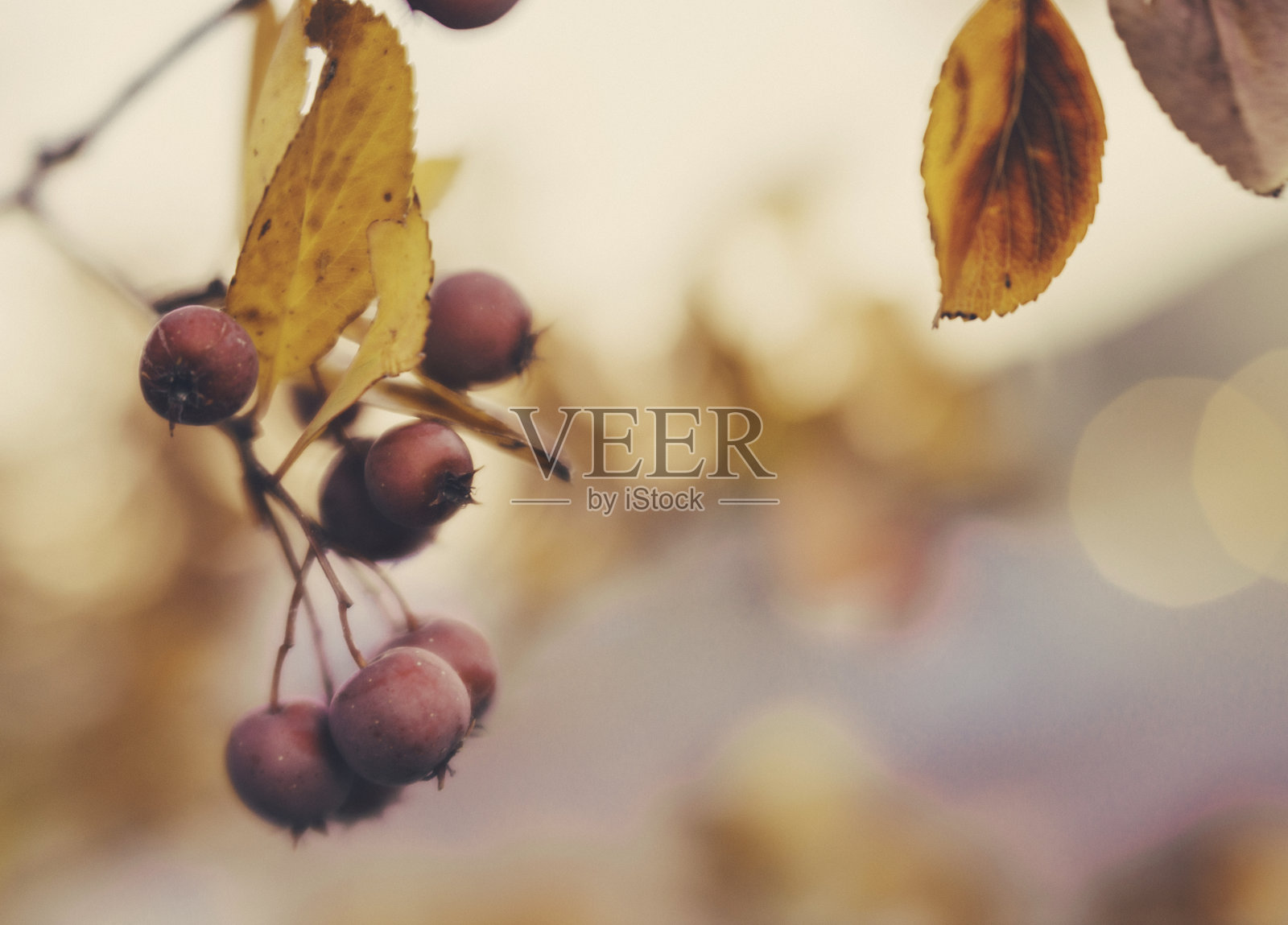秋天的背景与浆果和树叶照片摄影图片