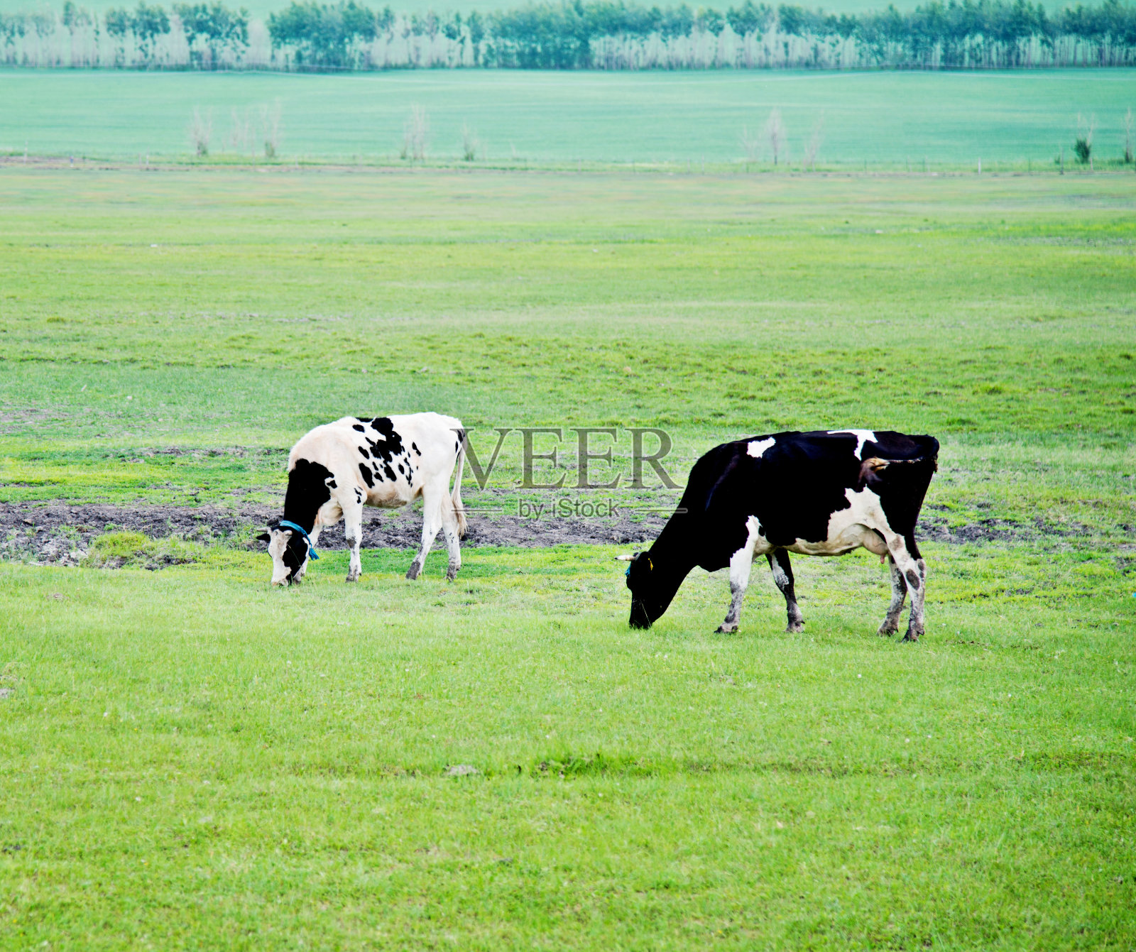 在夏天田园牧草地上吃草的牛照片摄影图片