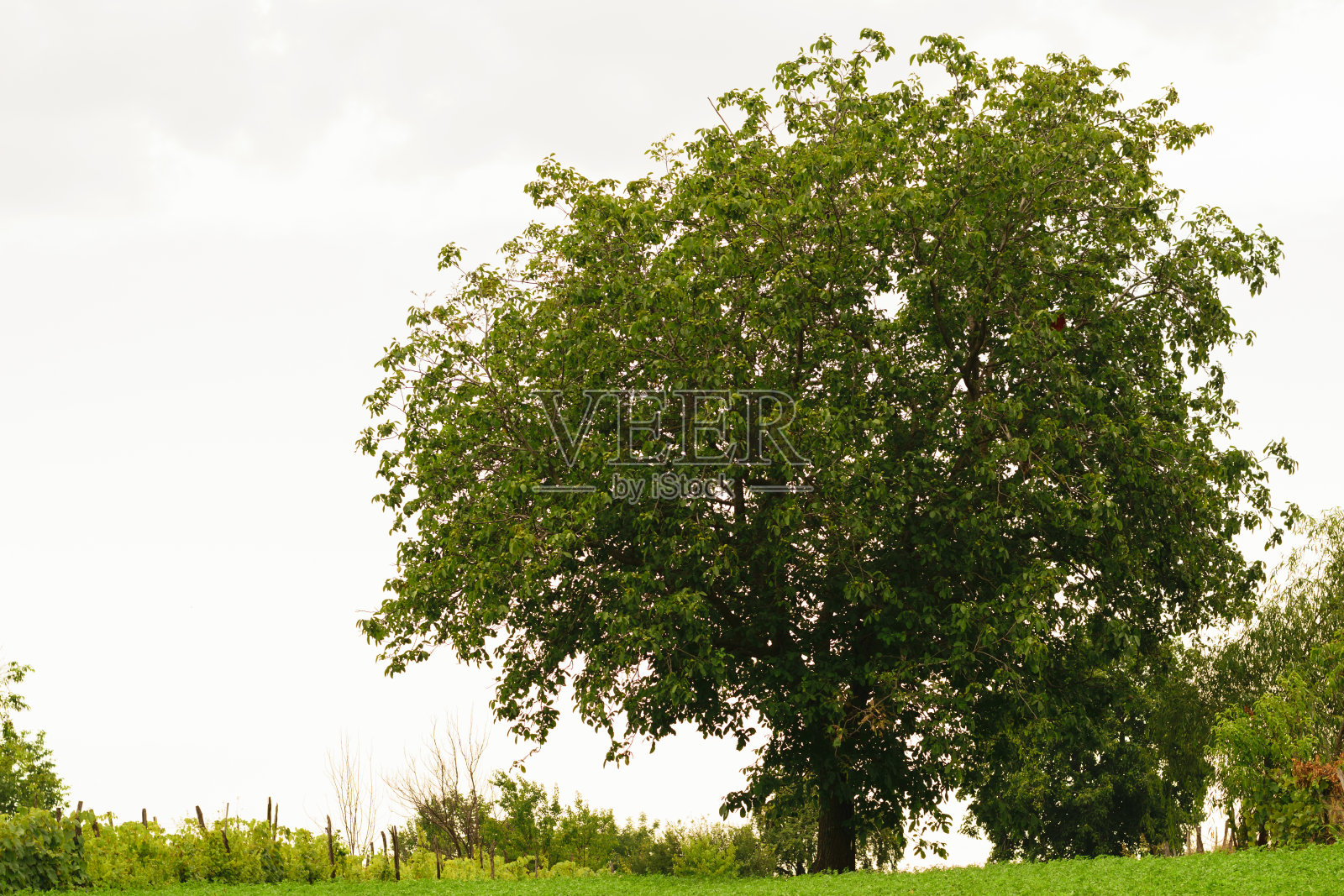 大核桃树与绿色的叶子和清澈的天空背景照片摄影图片