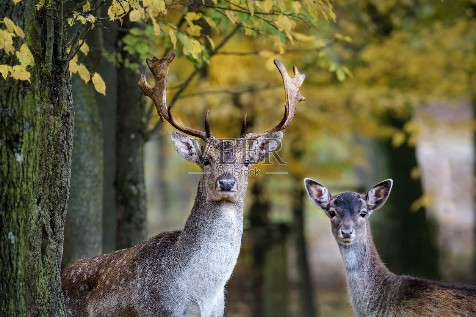 在森林里，一只年轻的黇鹿和它的父亲注视着摄像机照片摄影图片