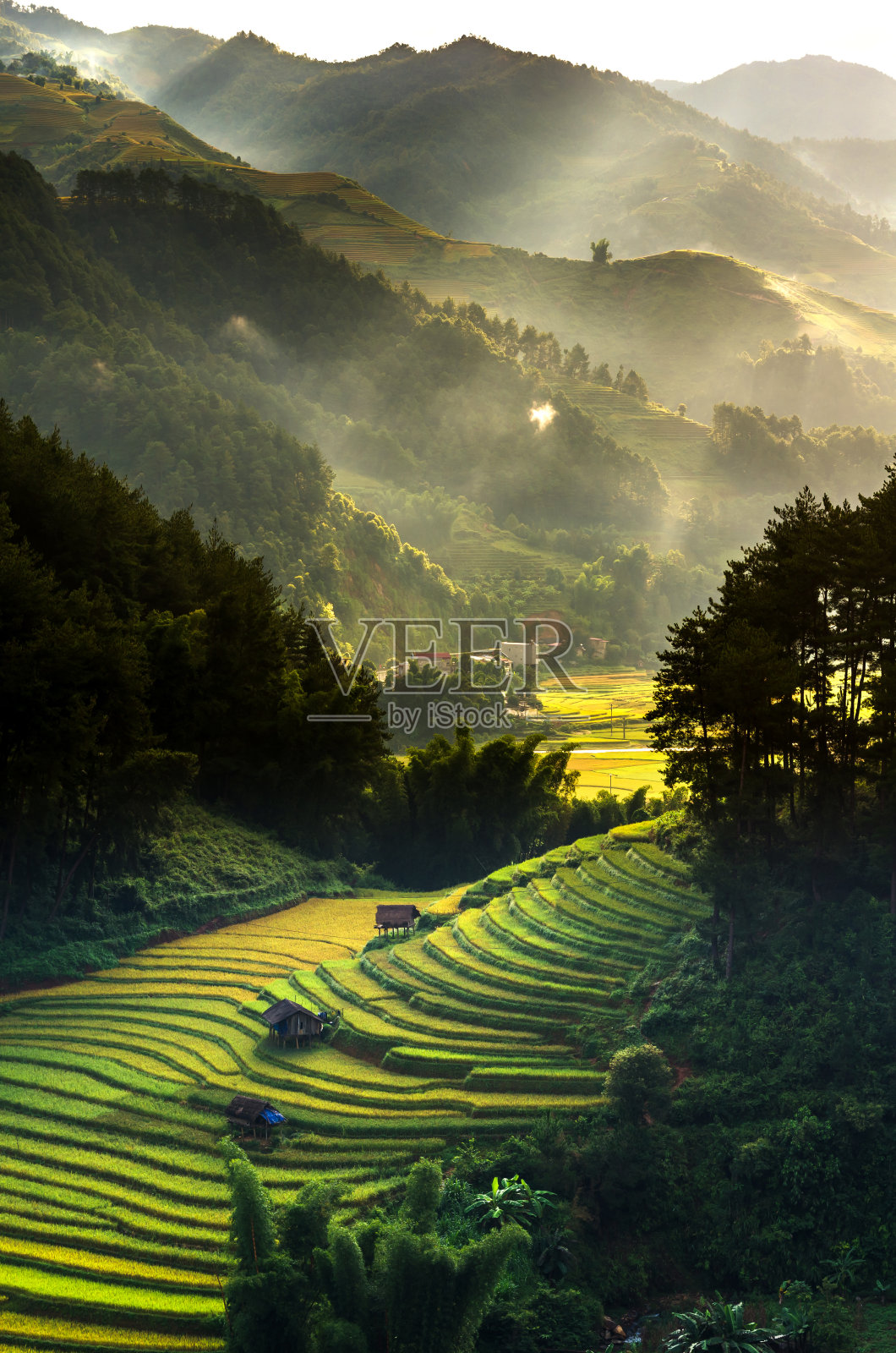 上图是越南西北部盐白省木仓寨地区的梯田照片摄影图片