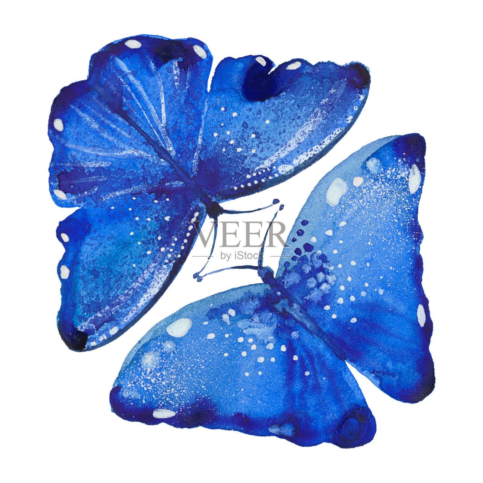 两条蓝色的蝴蝶插画图片素材