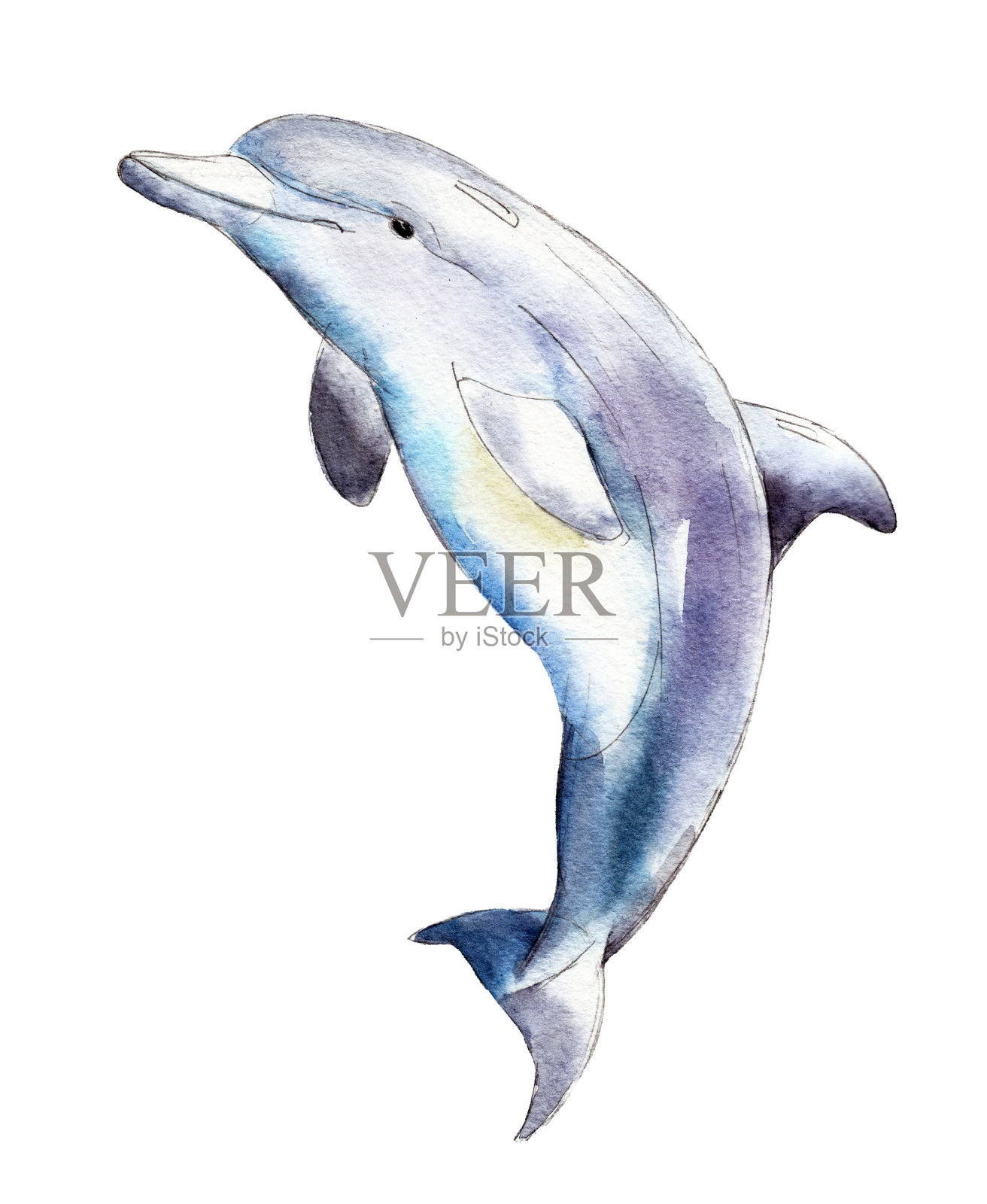 水彩海豚，手绘插图孤立在白色的背景。设计元素图片