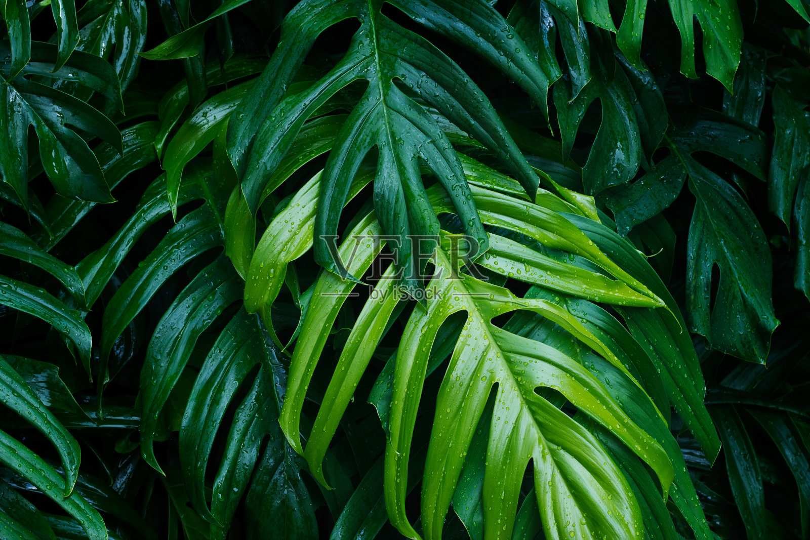 雨后热带绿叶暗背景上，自然夏季森林植物概念照片摄影图片