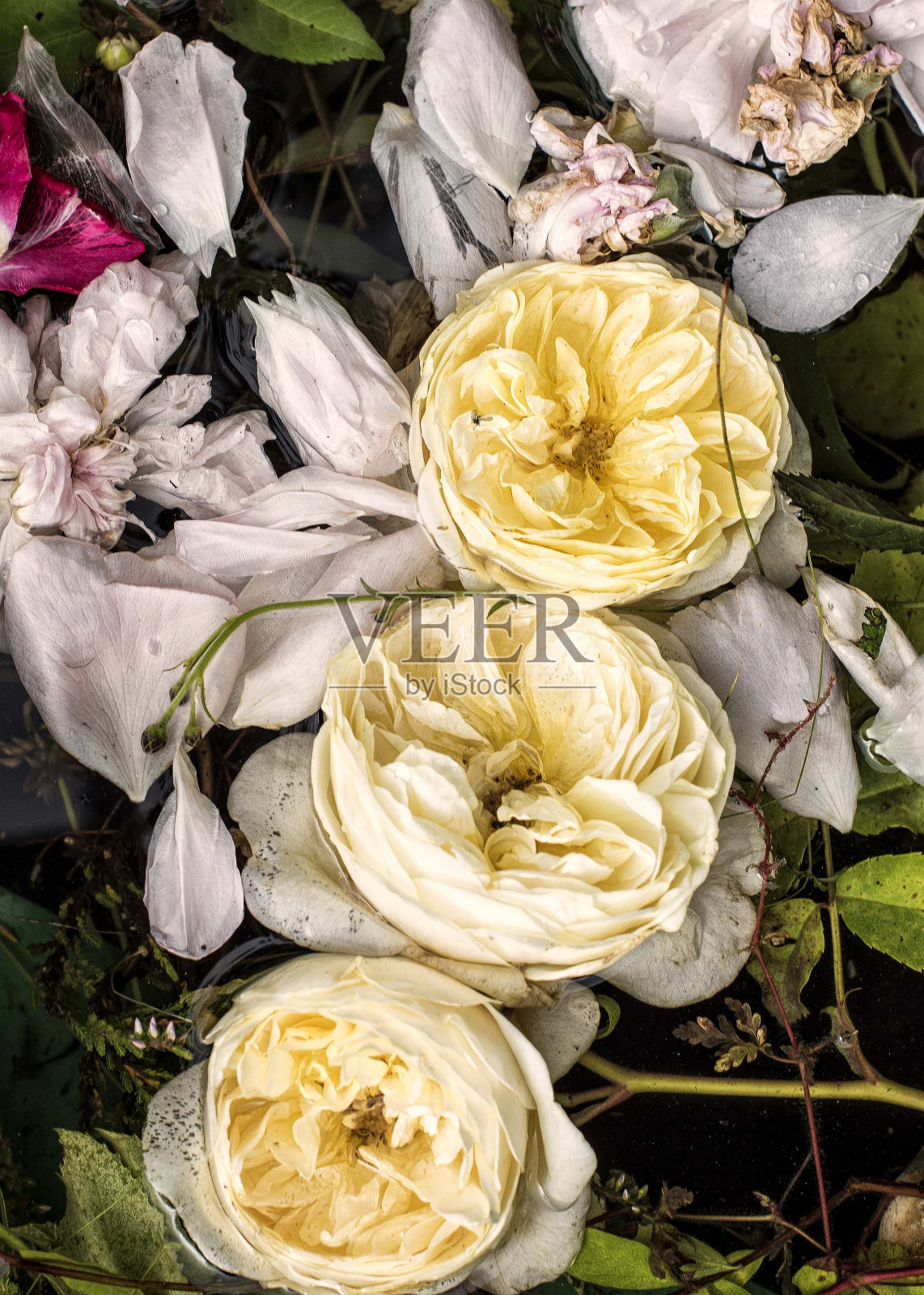 三个黄玫瑰照片摄影图片