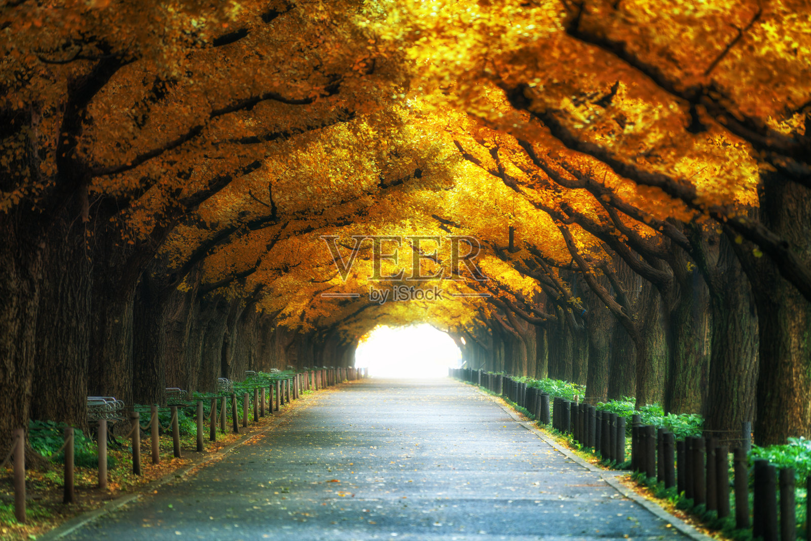 美丽的道路下树拱秋天照片摄影图片