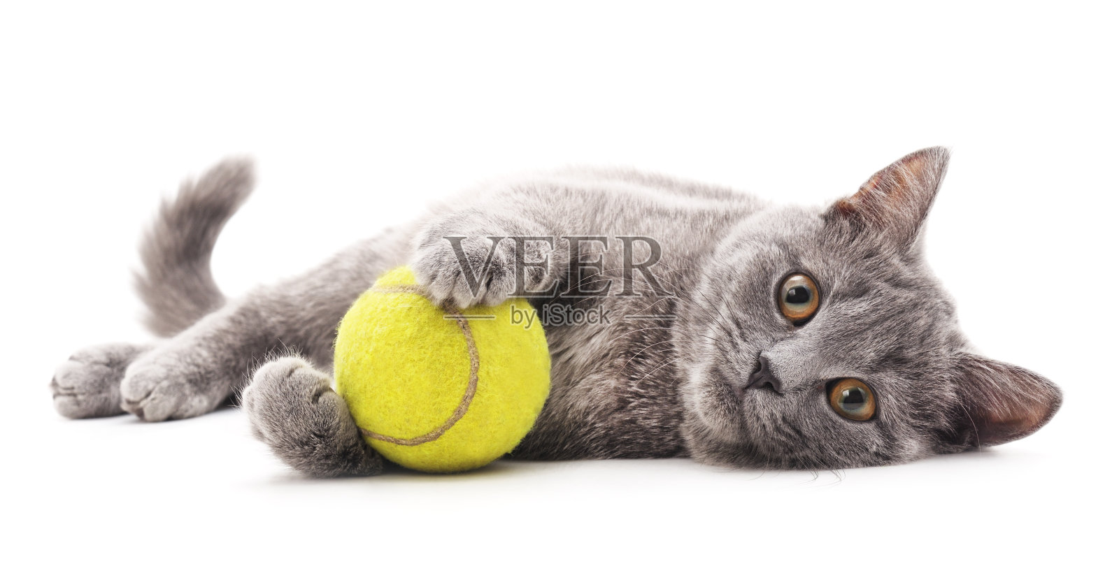 灰猫和球。照片摄影图片