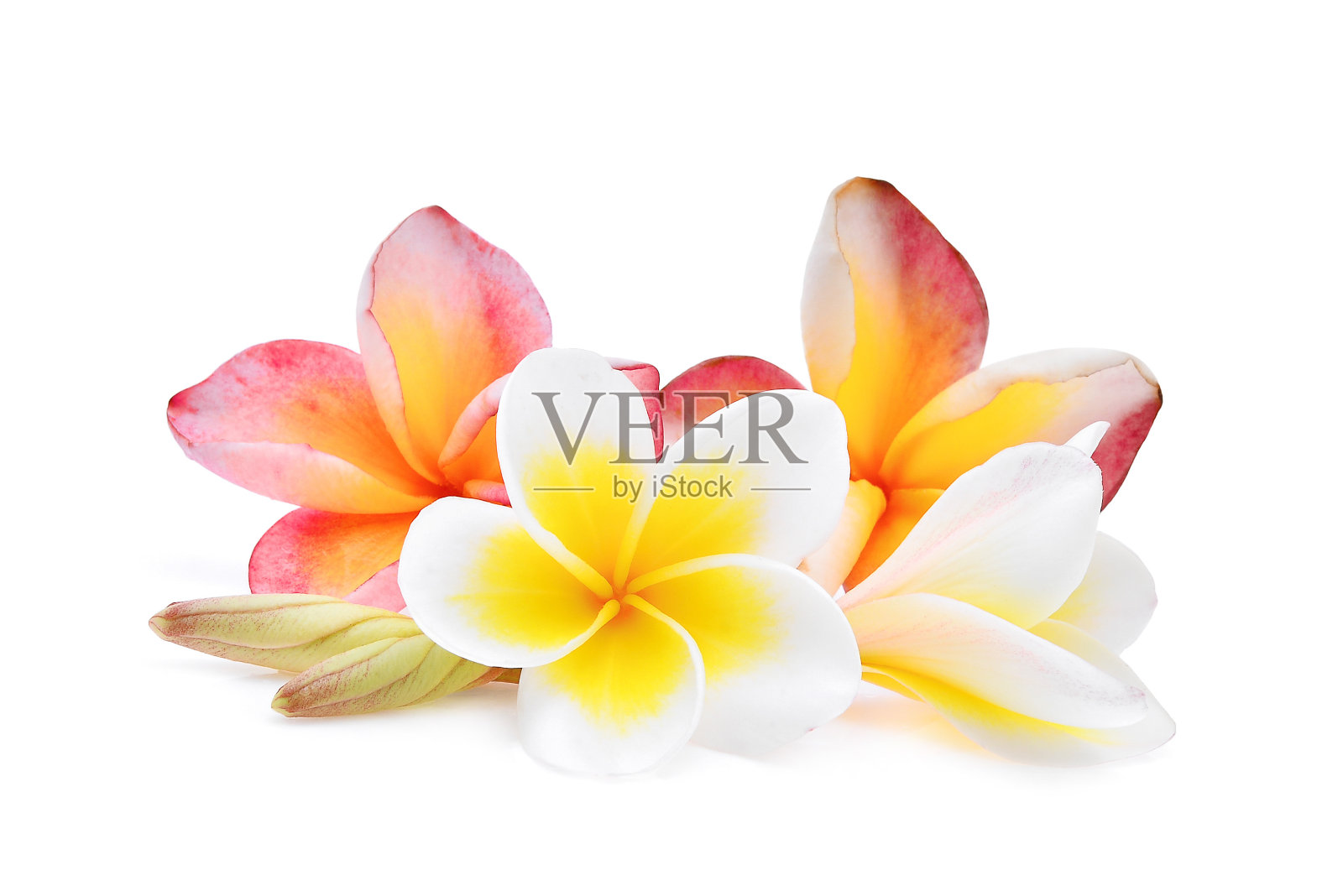 粉红色和白色的鸡蛋花或鸡蛋花(热带花)，孤立在白色背景上照片摄影图片