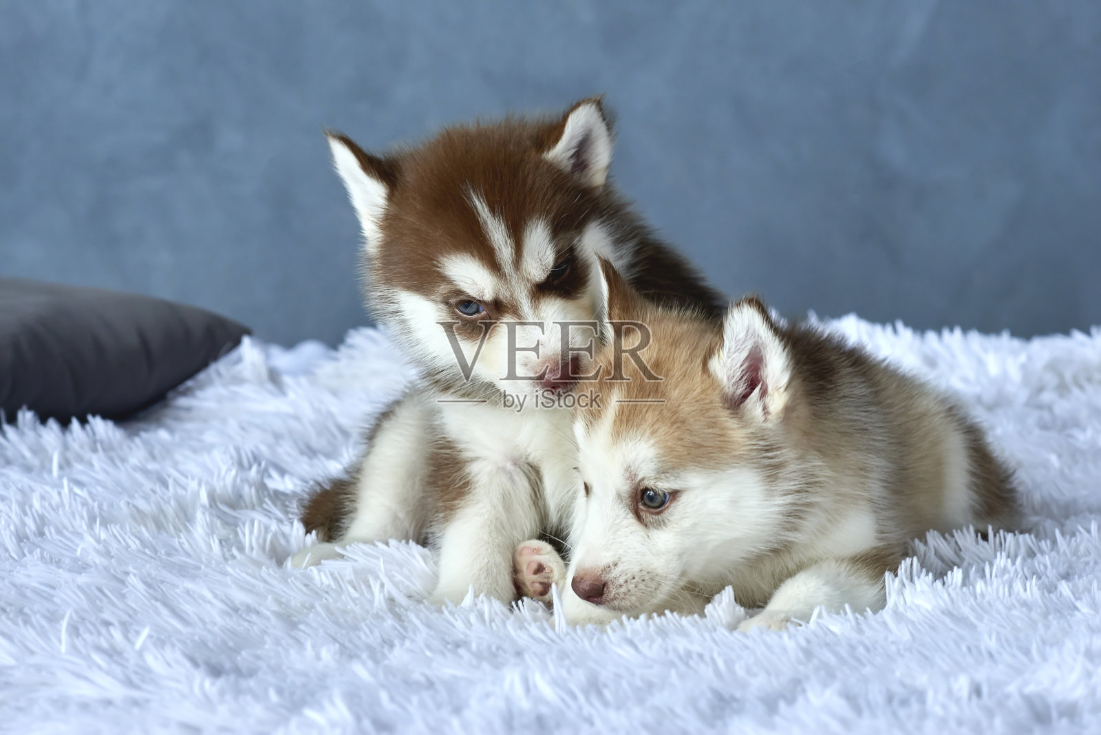 两只蓝眼睛、铜色和浅红色的哈士奇小狗躺在白色的毯子上照片摄影图片