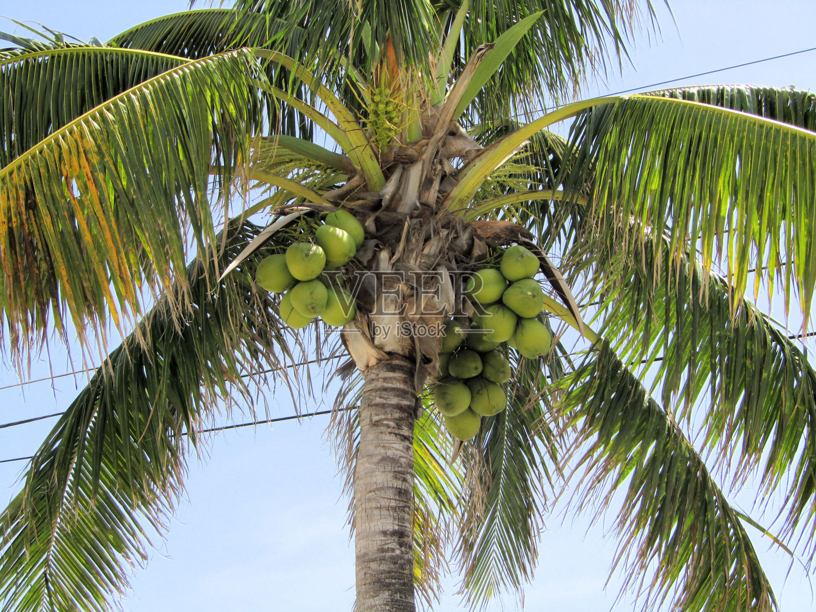 椰子树冠照片摄影图片
