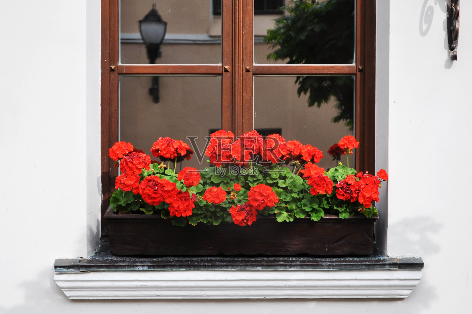 白色墙壁上的窗台上盛开着红色的天竺葵。照片摄影图片