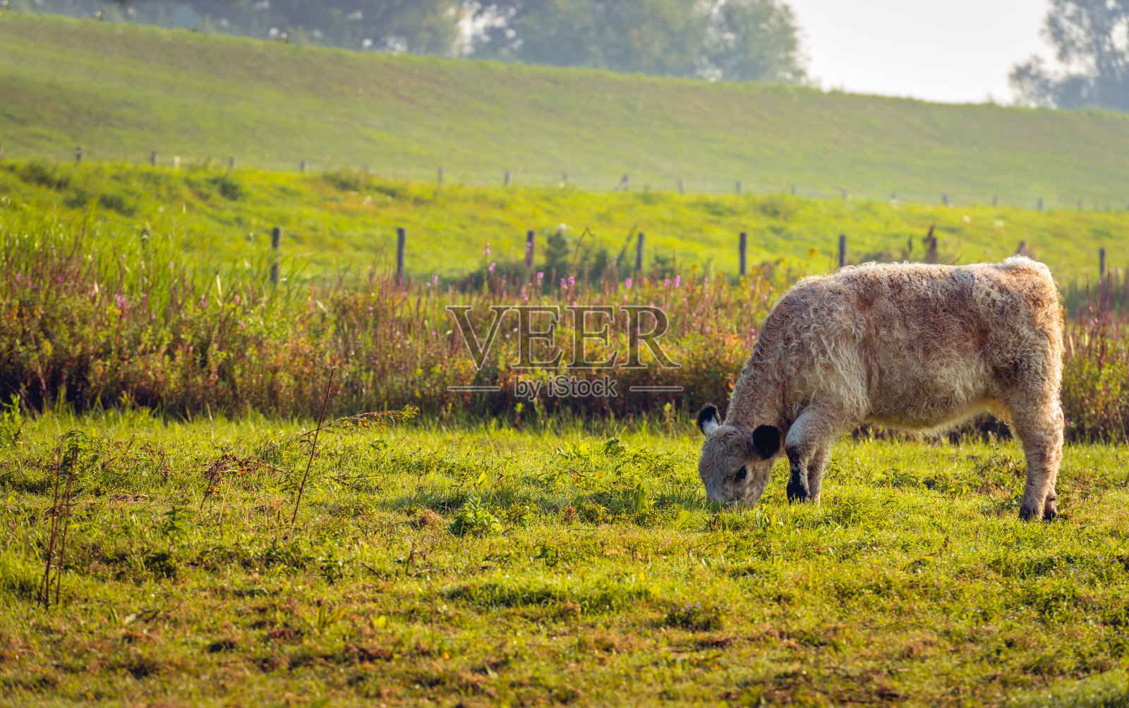 年轻的加洛韦小牛在沾着露水的草地上吃草照片摄影图片