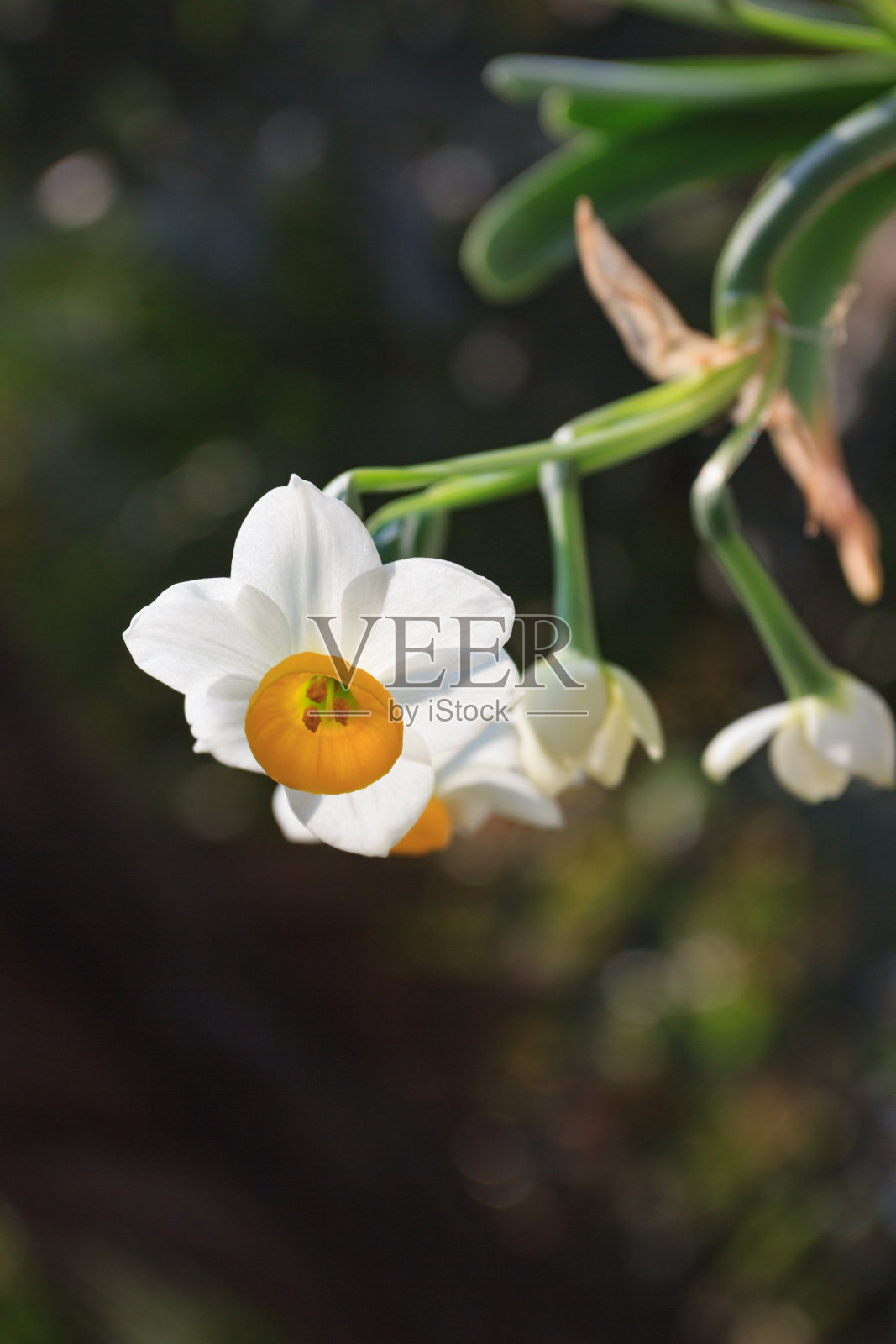 花园里长着白色的水仙，水仙花照片摄影图片