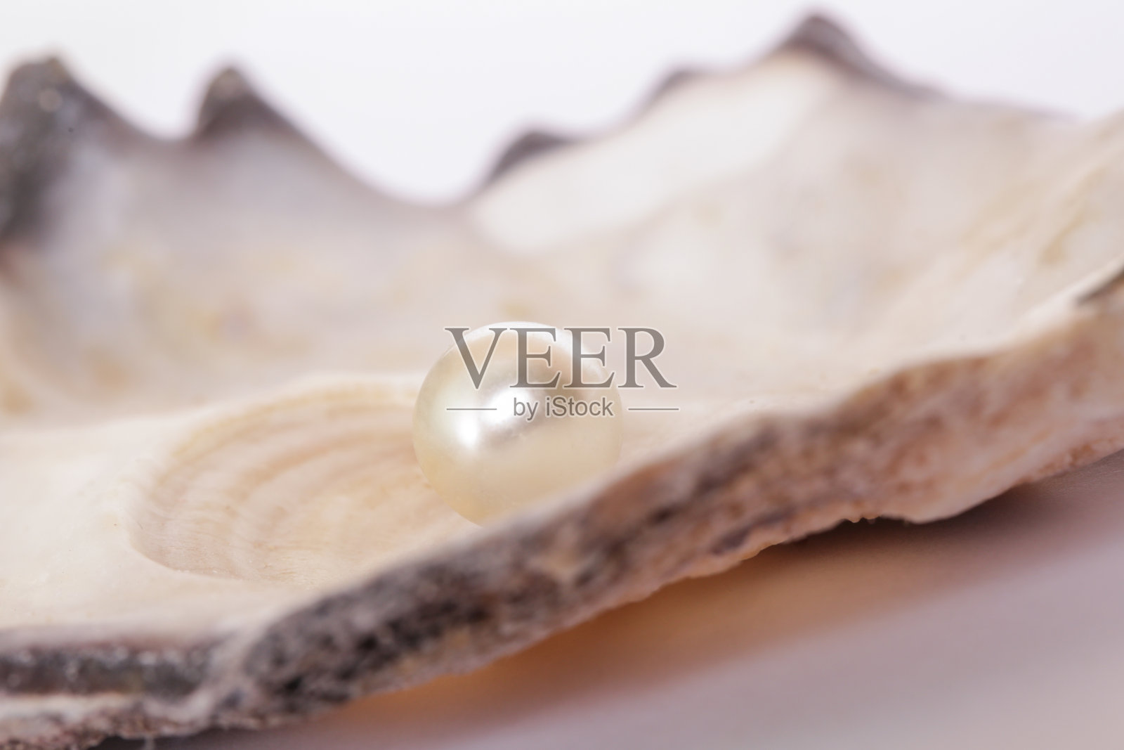 牡蛎壳中的一颗珍珠照片摄影图片