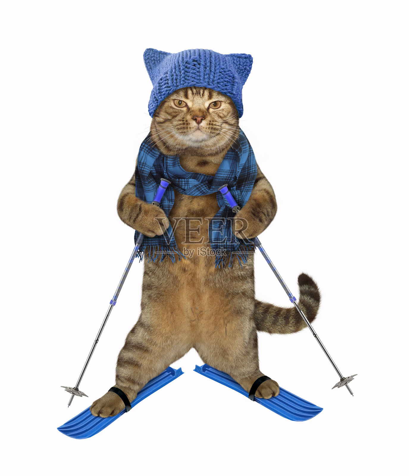 在滑雪板上戴着针织帽子的猫照片摄影图片