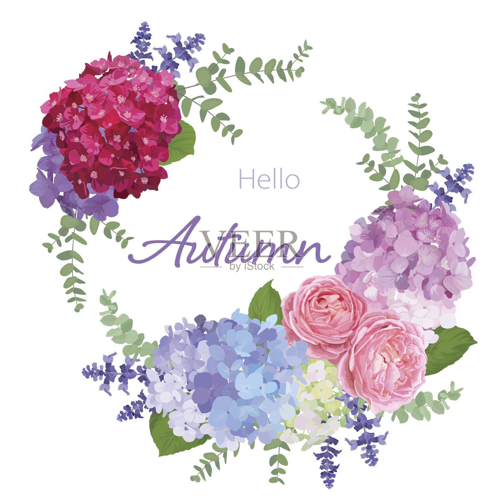 花框架与秋天绣球花，玫瑰，薰衣草，和叶子在白色的背景。插画图片素材
